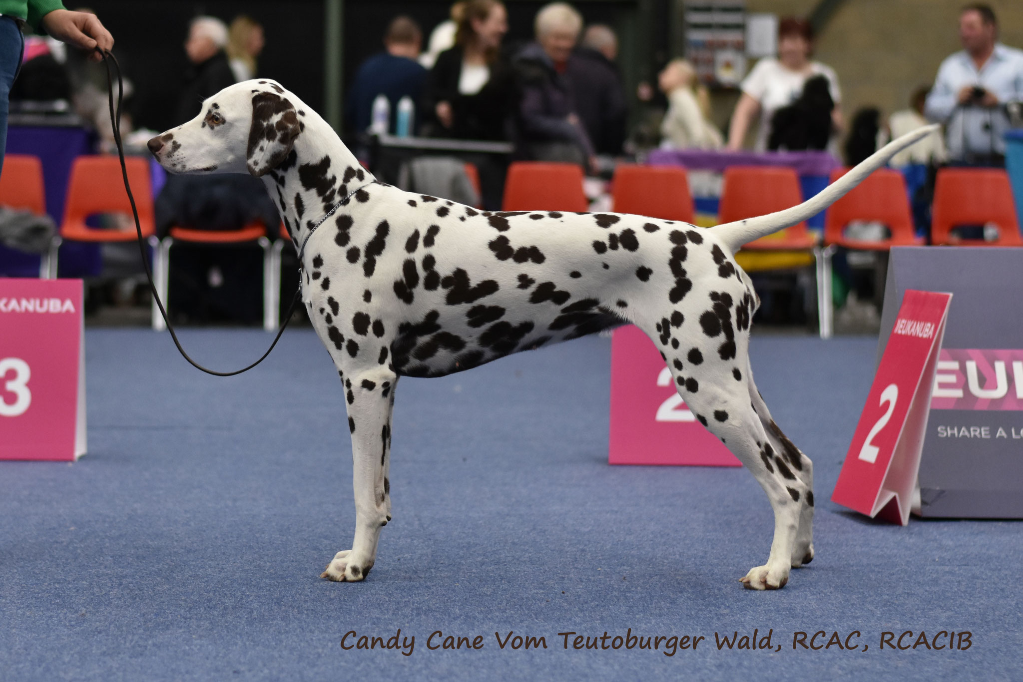 Candy Cane vom Teutoburger Wald, ala Cita, 2,5 years, Genk 2019
