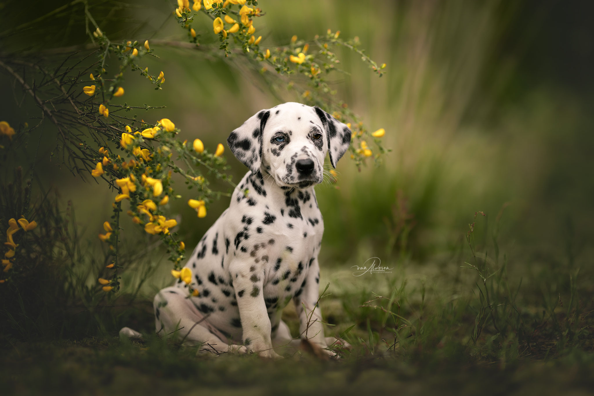 A Spottified Xplorer of Atlantis