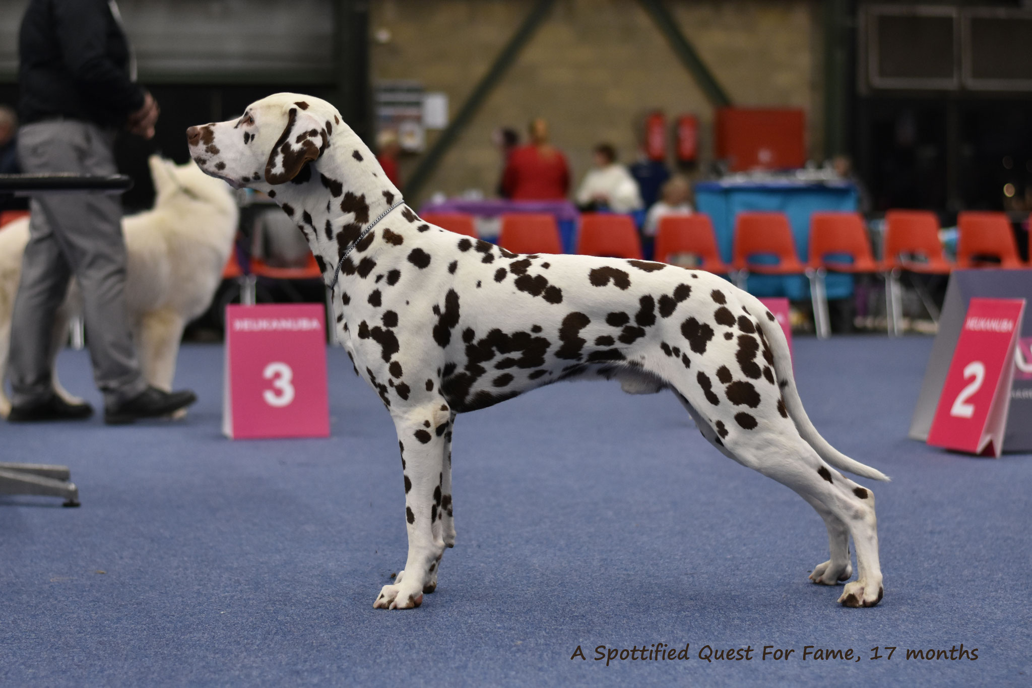 A Spottified Quest For Fame, aka Morris, Genk, 17 months