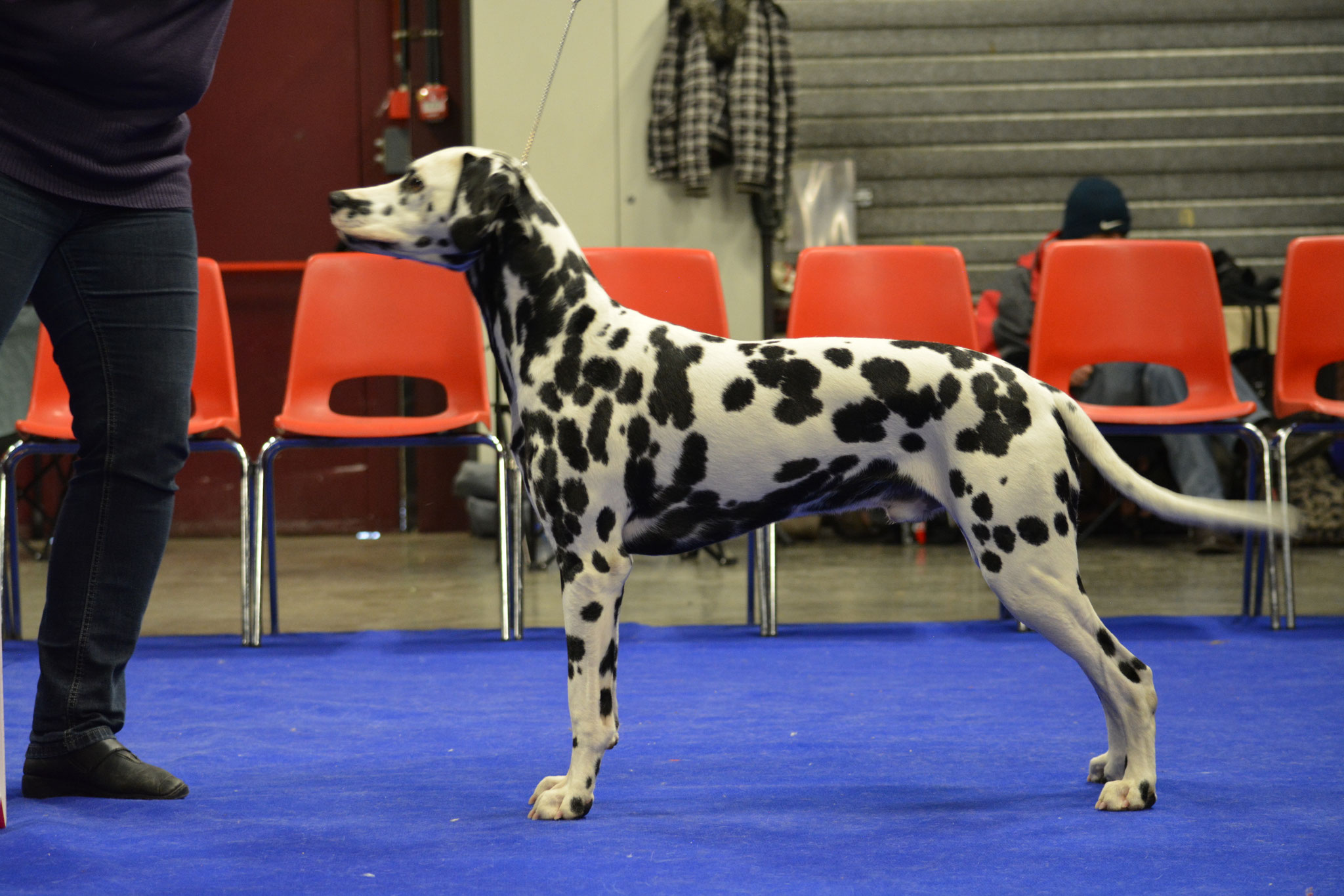 A Spottified Perfect Mambo, 9 months, Genk 2017