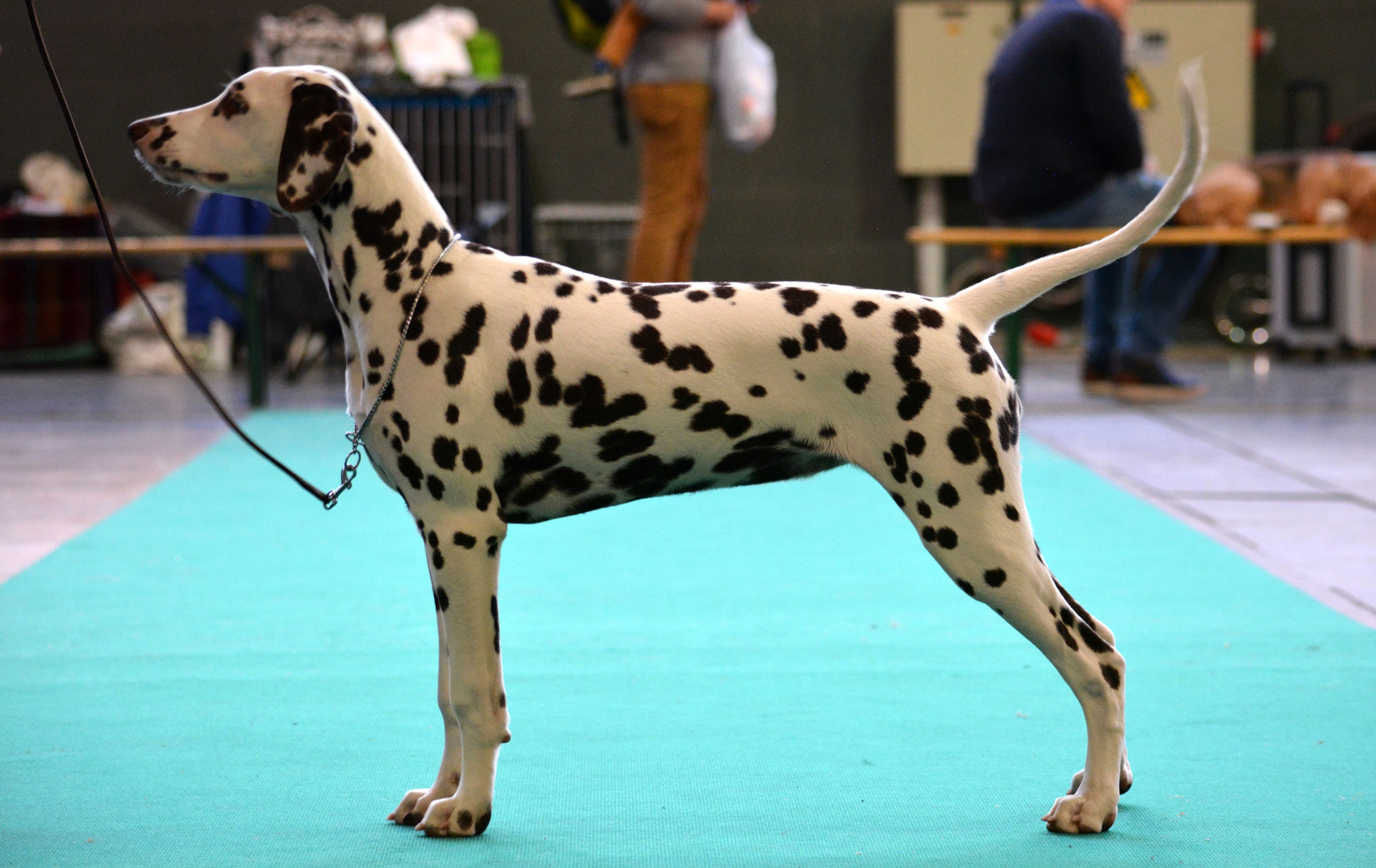 Candy Cane vom Teutoburger Wald, 5 months, Kortrijk 2016