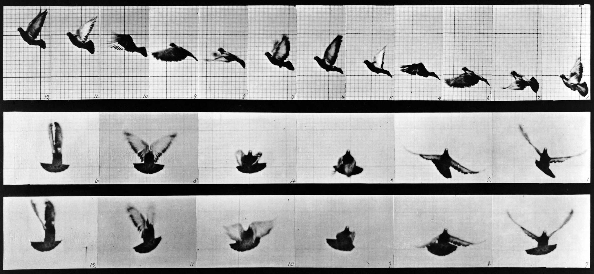 Chronophotograpie du vol de l'oiseau