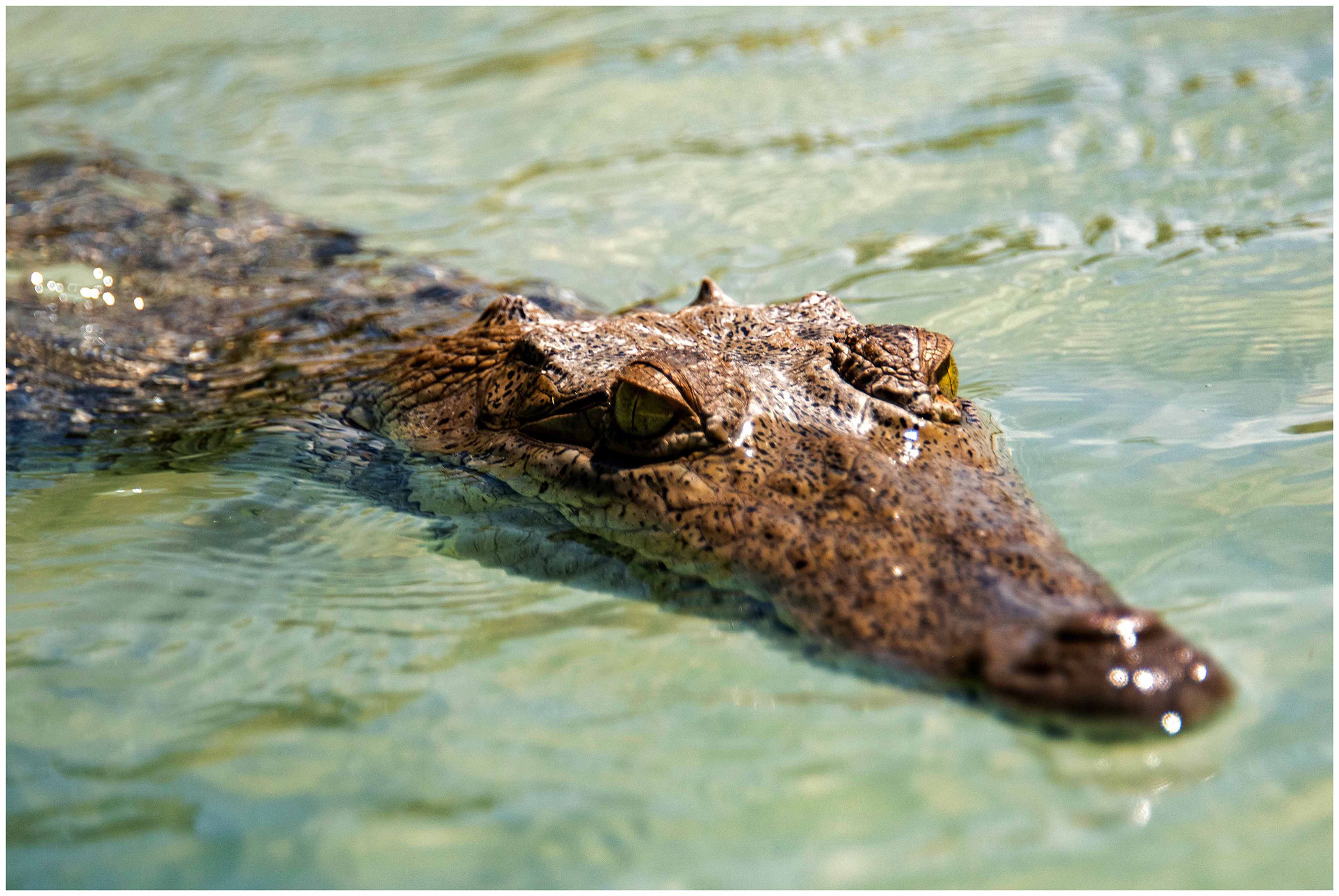 Gesichtet auf der Kayak-Tour