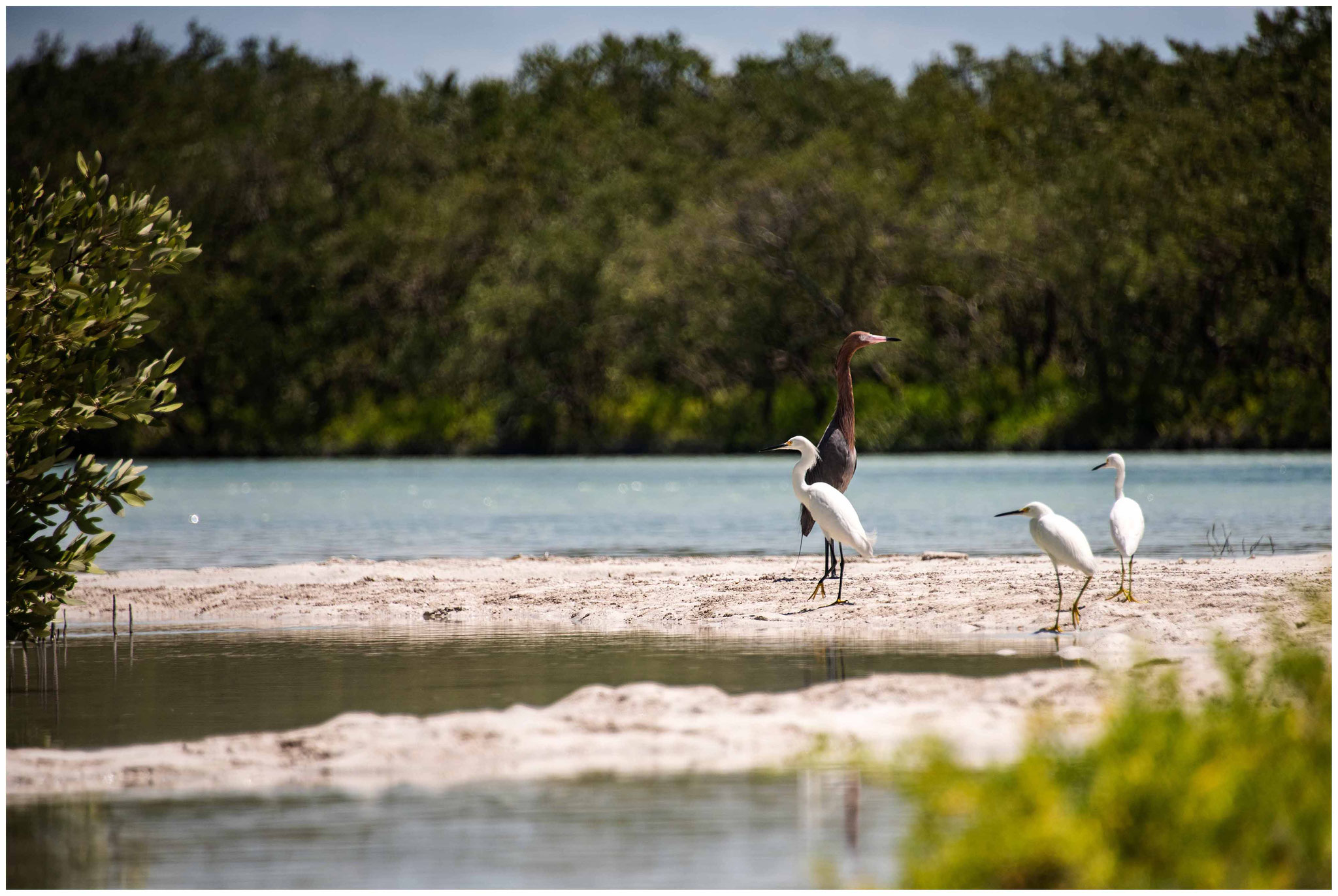 Gesichtet auf der Kayak-Tour