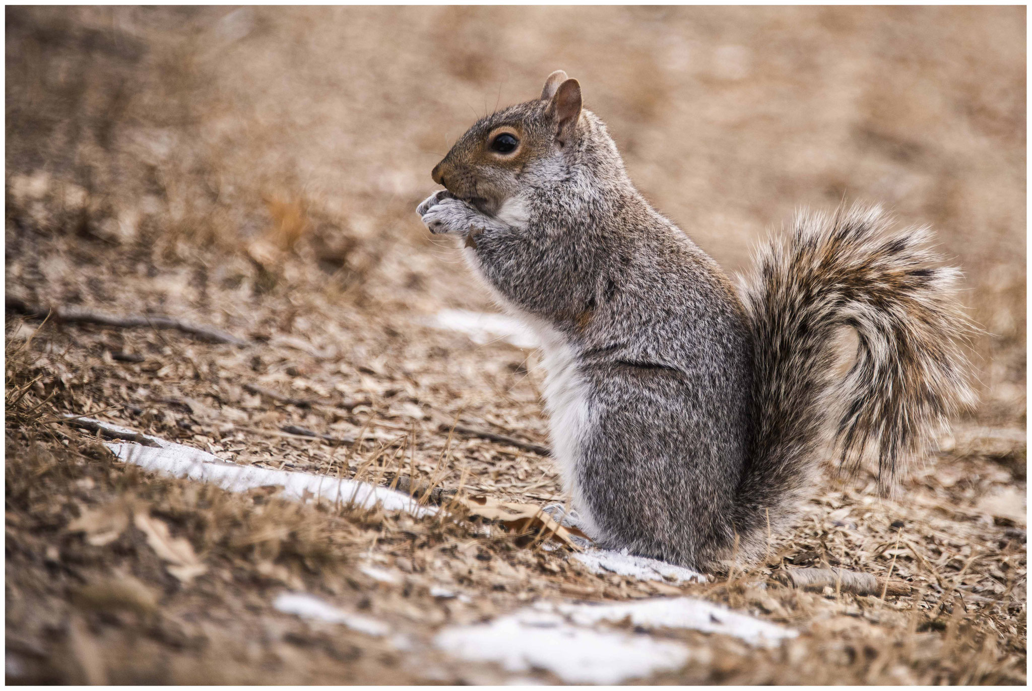 MUCHO WALNUT auf der Suche nach Lebensmittel im Centralpark
