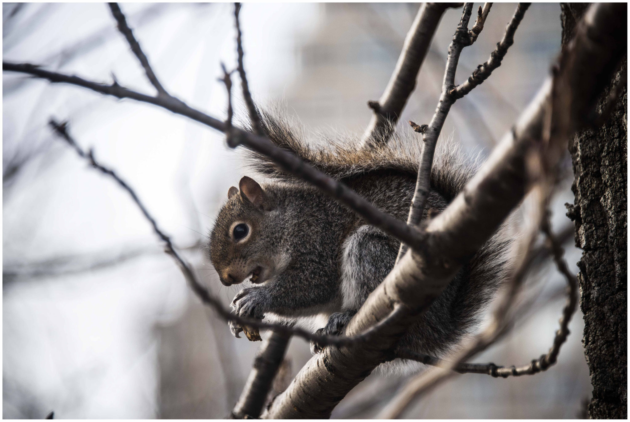 MUCHO WALNUT mit gefundenen Lebensmitteln im Centralpark