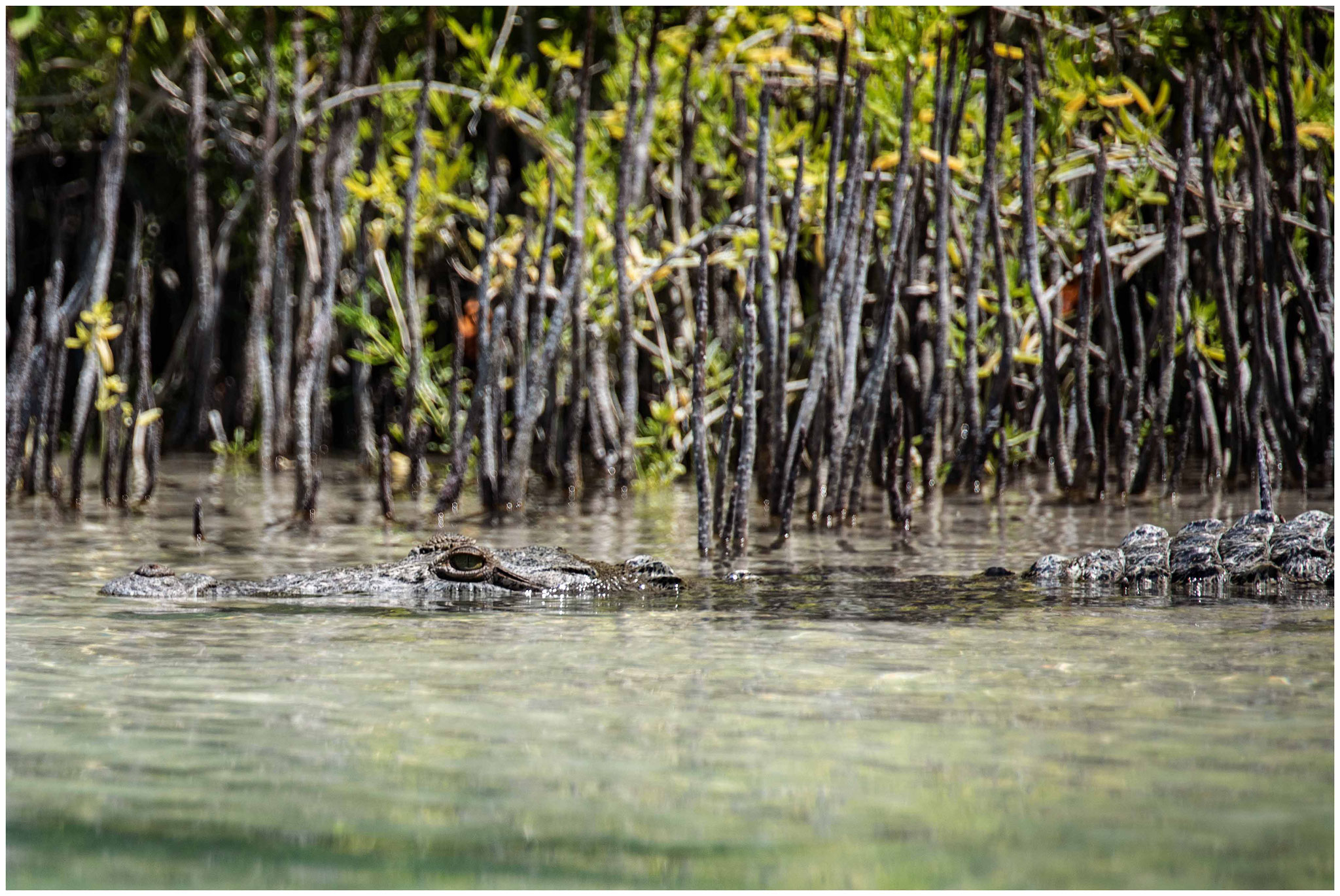 Gesichtet auf der Kayak-Tour