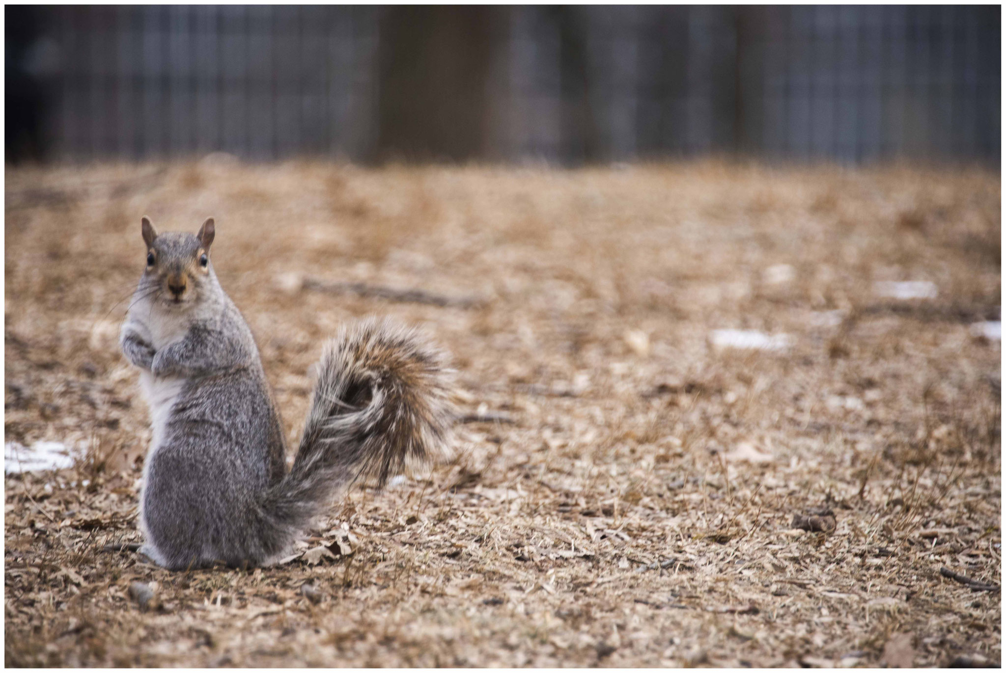 MUCHO WALNUT auf der Suche nach Lebensmittel im Centralpark