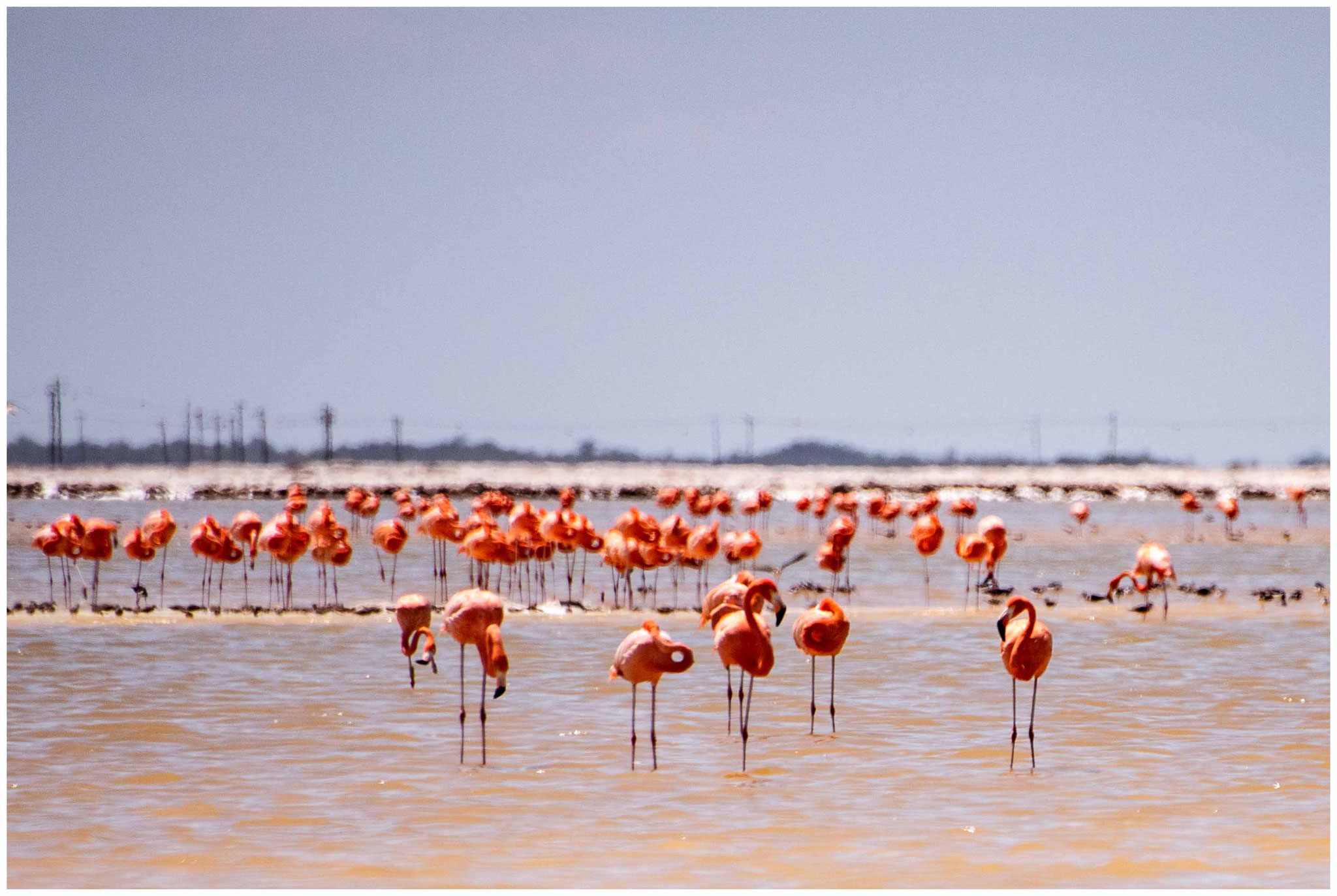 Flamingos am "Las Coloradas - pink lake"