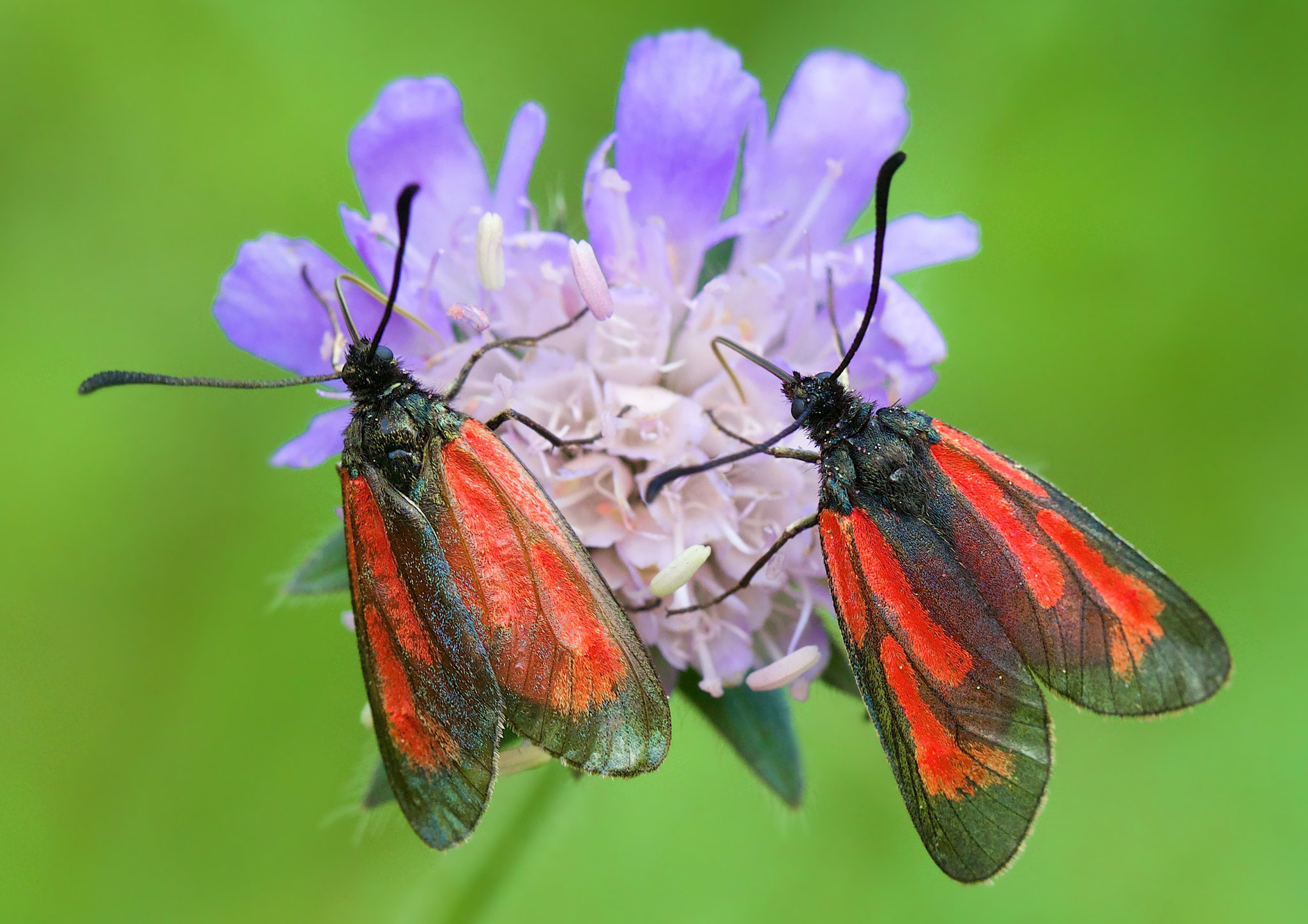 Thymian-Widderchen auf Wiesenwitwenblume.