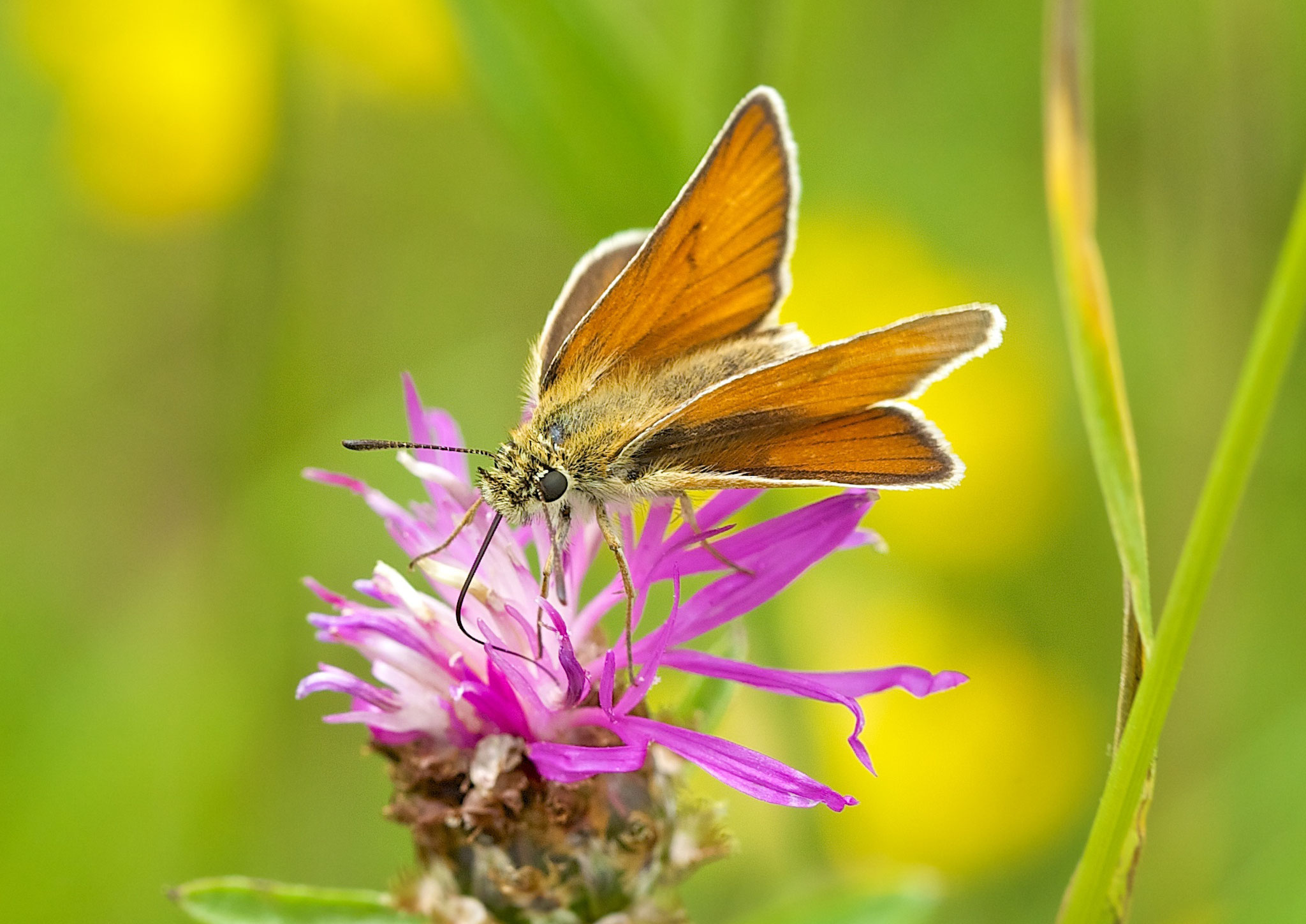 … beim Saugen von Nektar an einer Flockenblume.