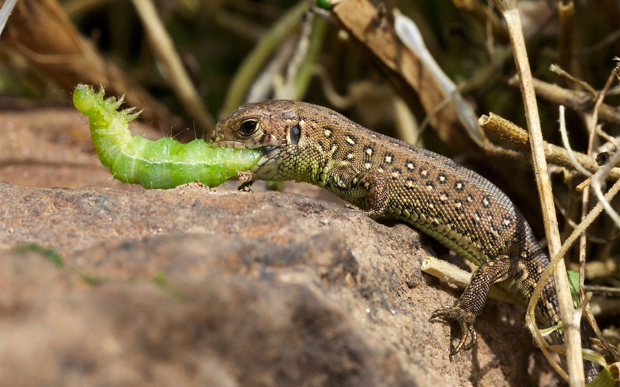 Ab August schlüpfen die Jungtiere. Vor der Winterruhe müssen sie noch Fettreserven anlegen. Da wird auch vor großen Beutetieren nicht zurückgeschreckt.