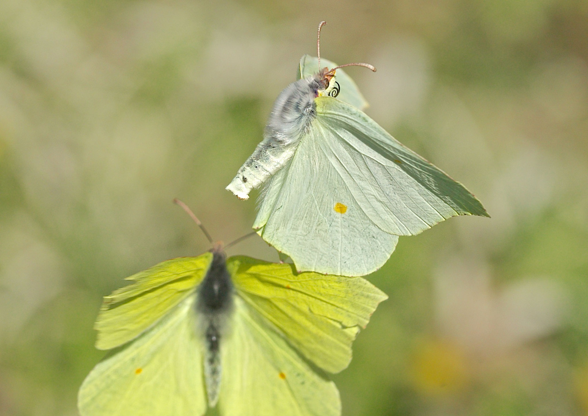 Zitronenfalter im Paarungsflug, oben das etwas hellere Weibchen.