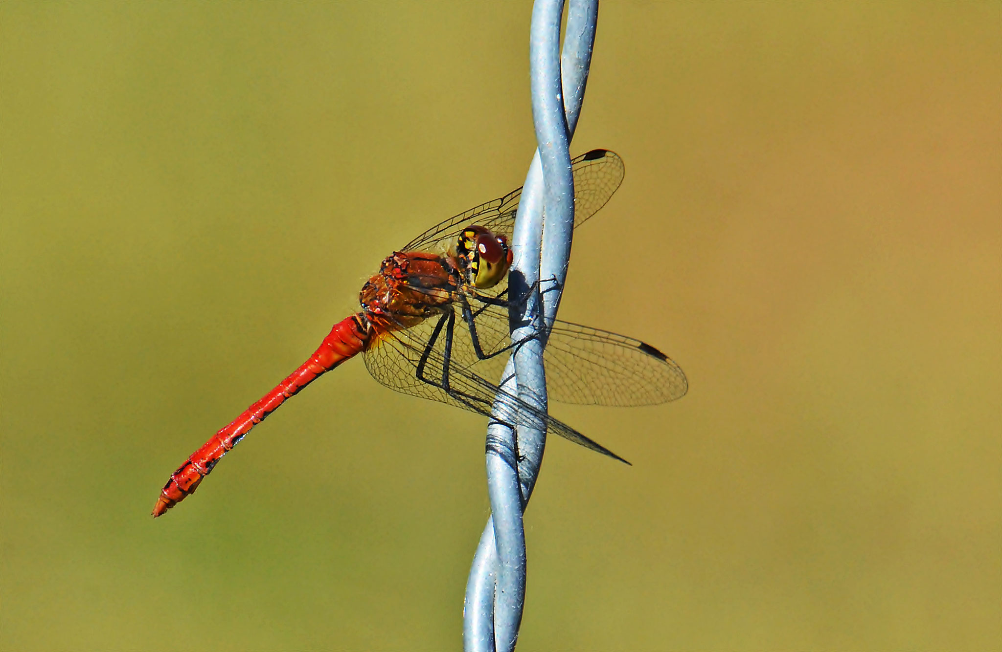 Blutrote Heidelibelle ♂ (Sympetrum sanguineum) Foto © P. Britz