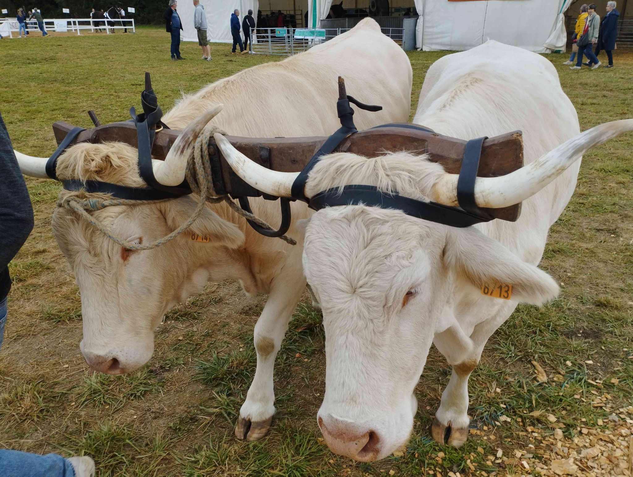 Nous voilà jouqués