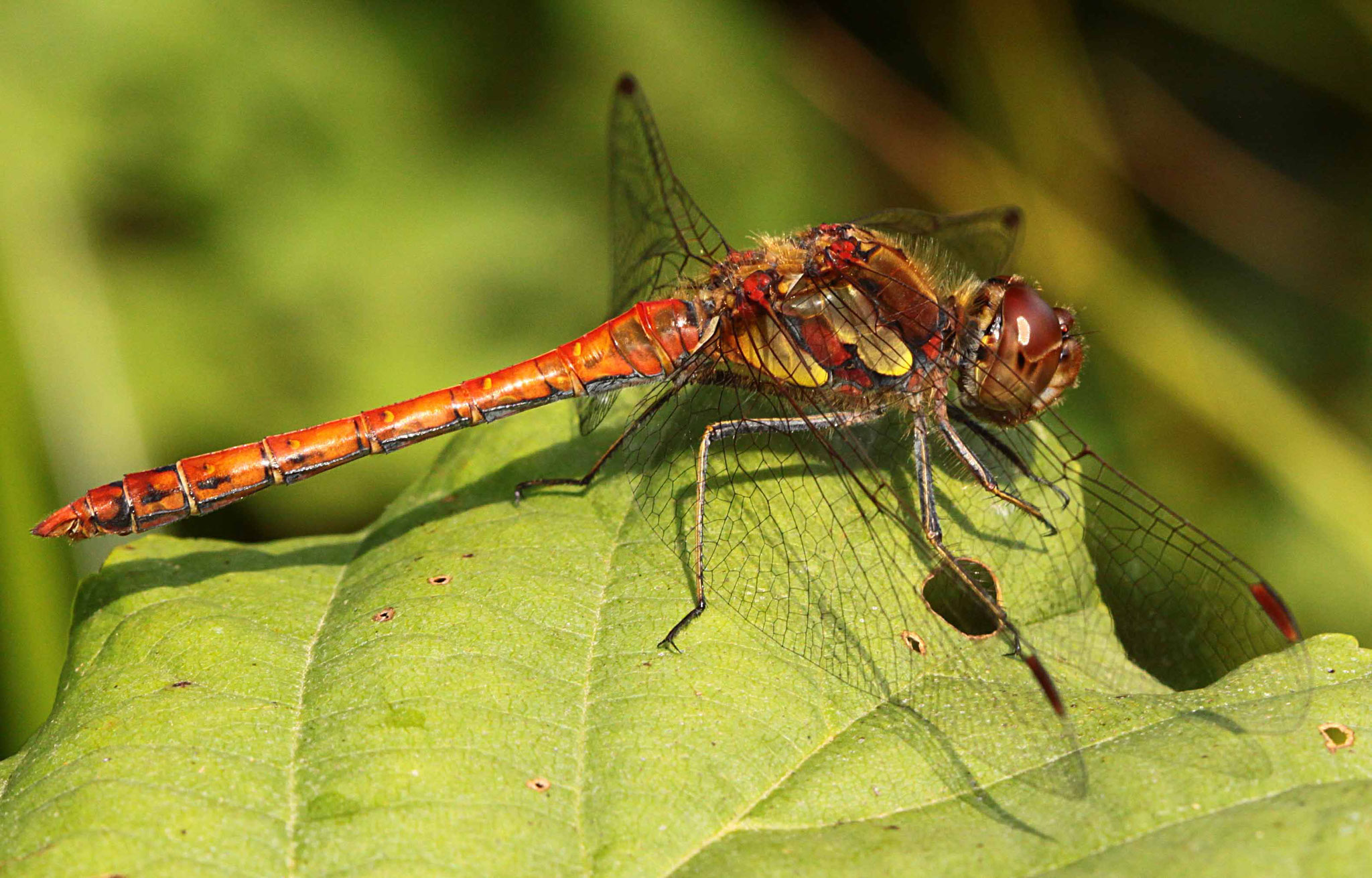 Große Heidelibelle, Sympetrum striolatum, Männchen.