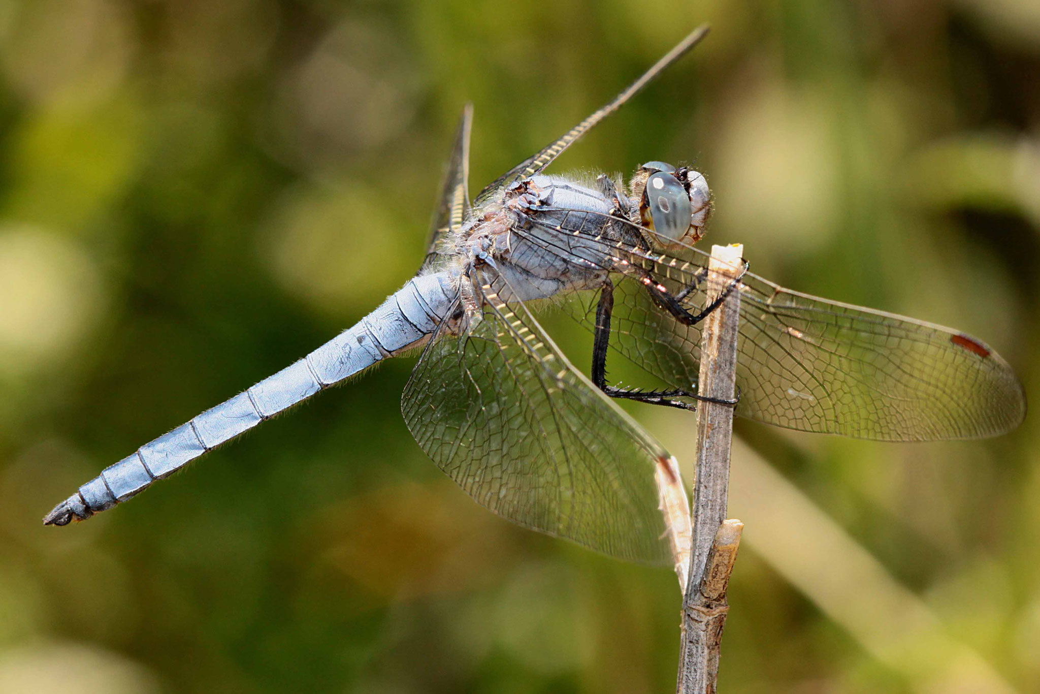 Südlicher Blaupfeil, Orthetrum brunneum, Männchen.