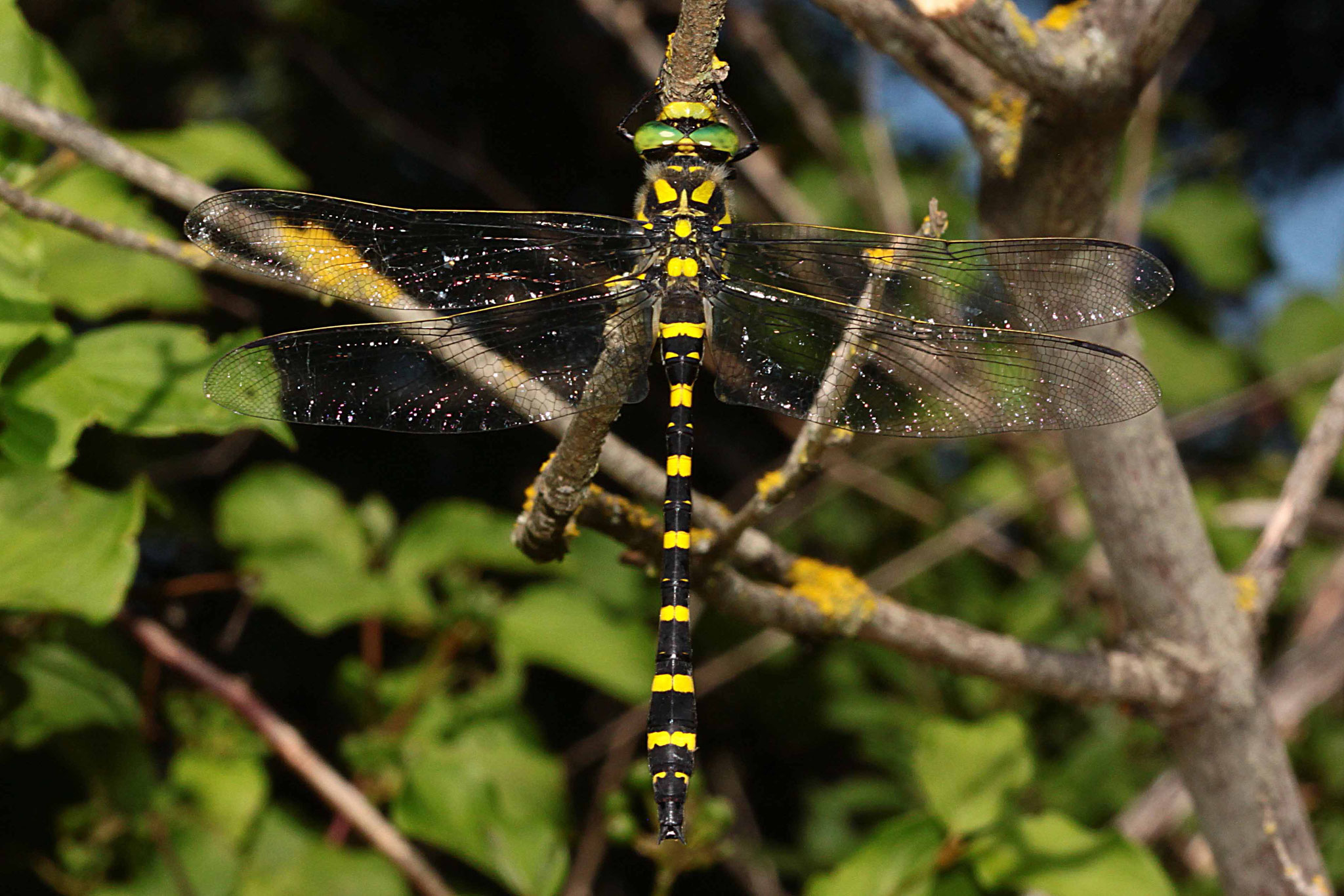 Zweigestreifte Quelljungfer, ssp. Cordulegaster boltonii immaculifrons, Männchen, (Südfrankreich).