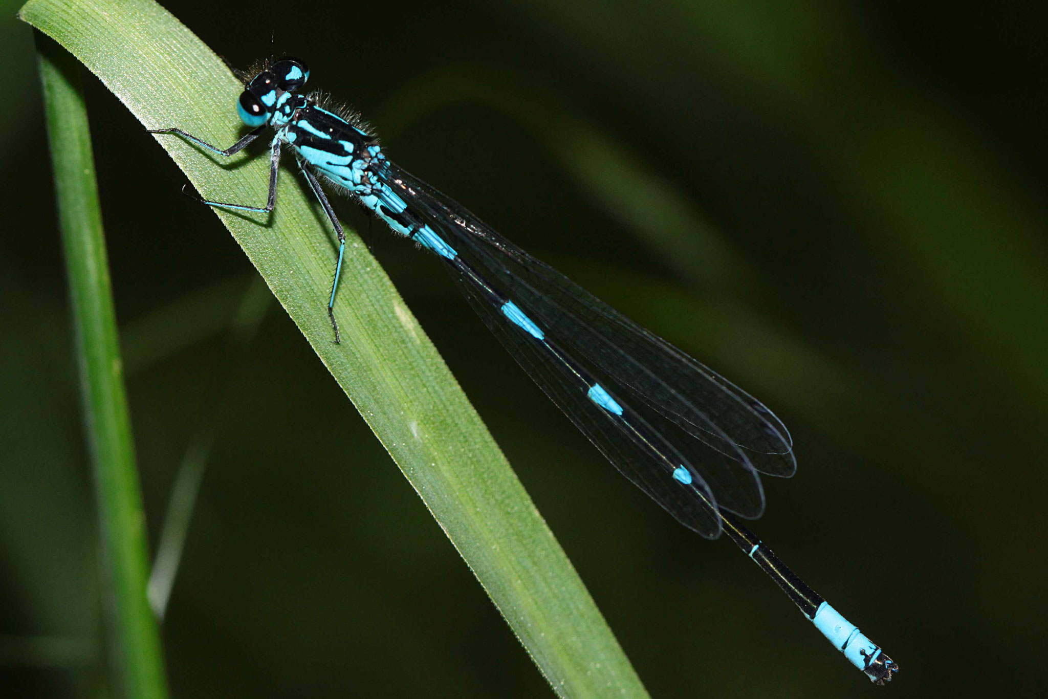 Fledermaus-Azurjungfer, Coenagrion pulchellum, Männchen.