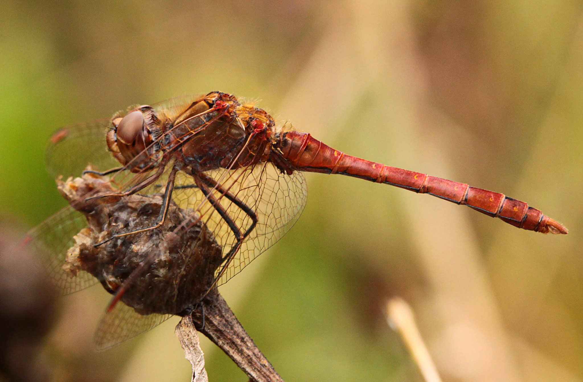 Gemeine Heidelibelle, Sympetrum vulgatum, Männchen.