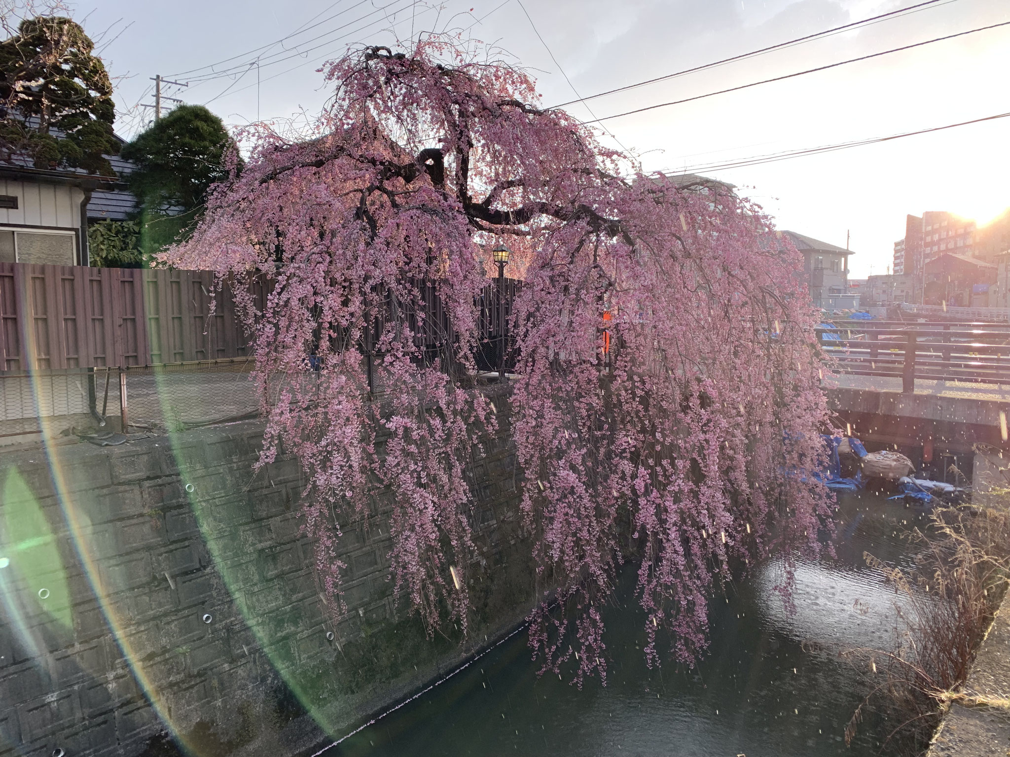 石橋屋さんの桜