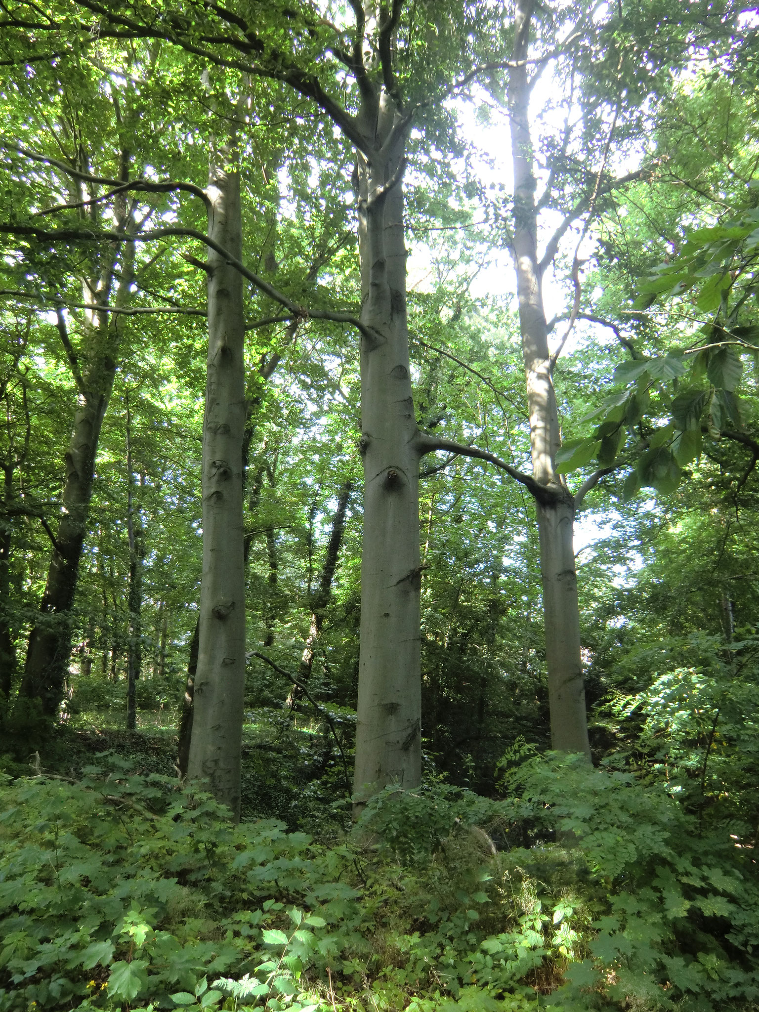 Verwachsung zweier Fagus sylvatica