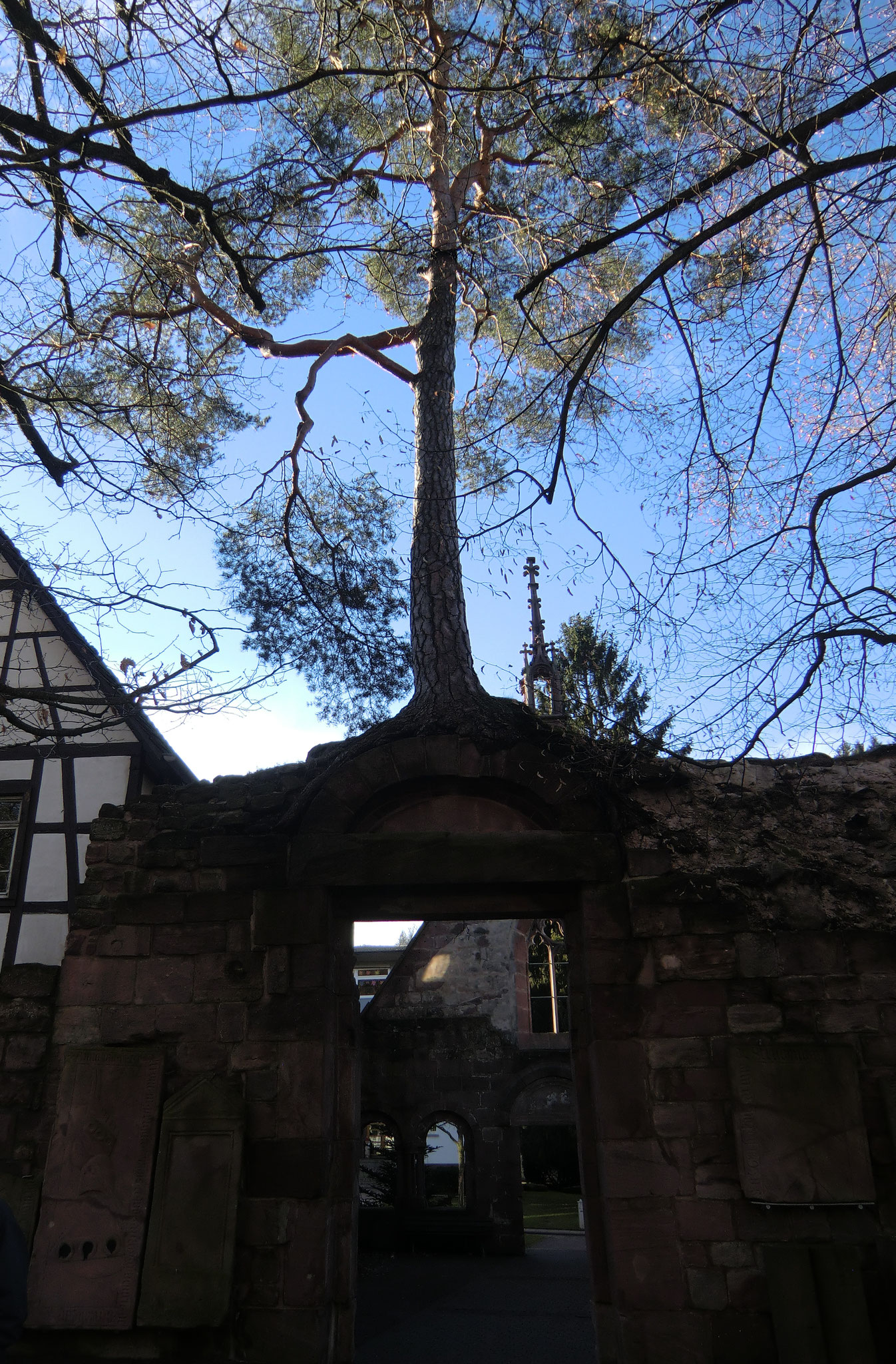 Pinus sylvestris auf dem Torbogen des Klosters Herrenalb