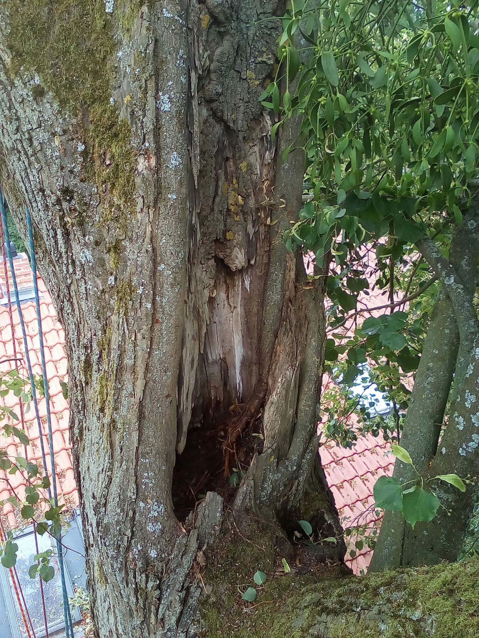 Ein Astausbruch verursachte diese Faulstelle an der Winterlinde 