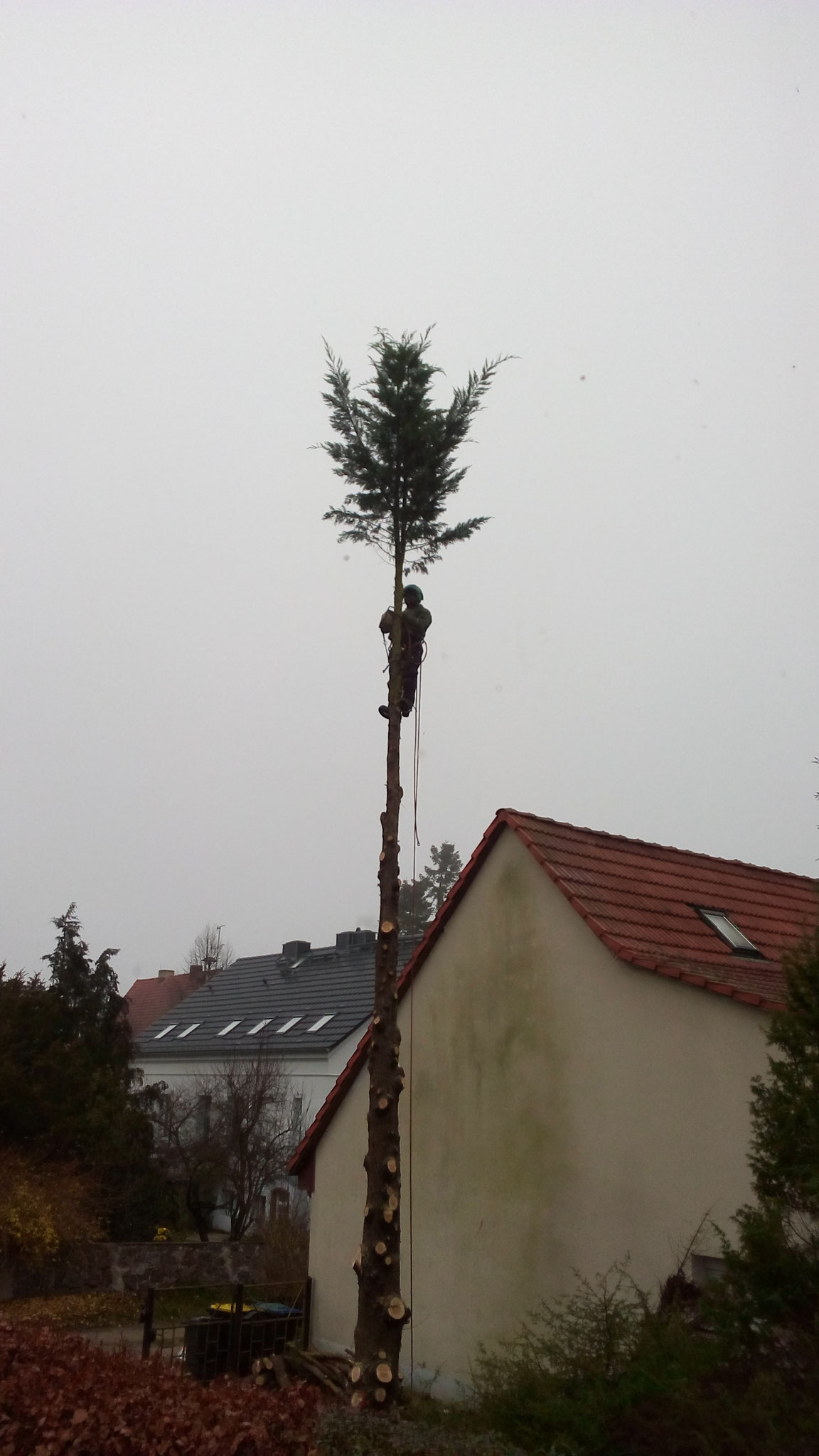 Thuja occidentalis steht...