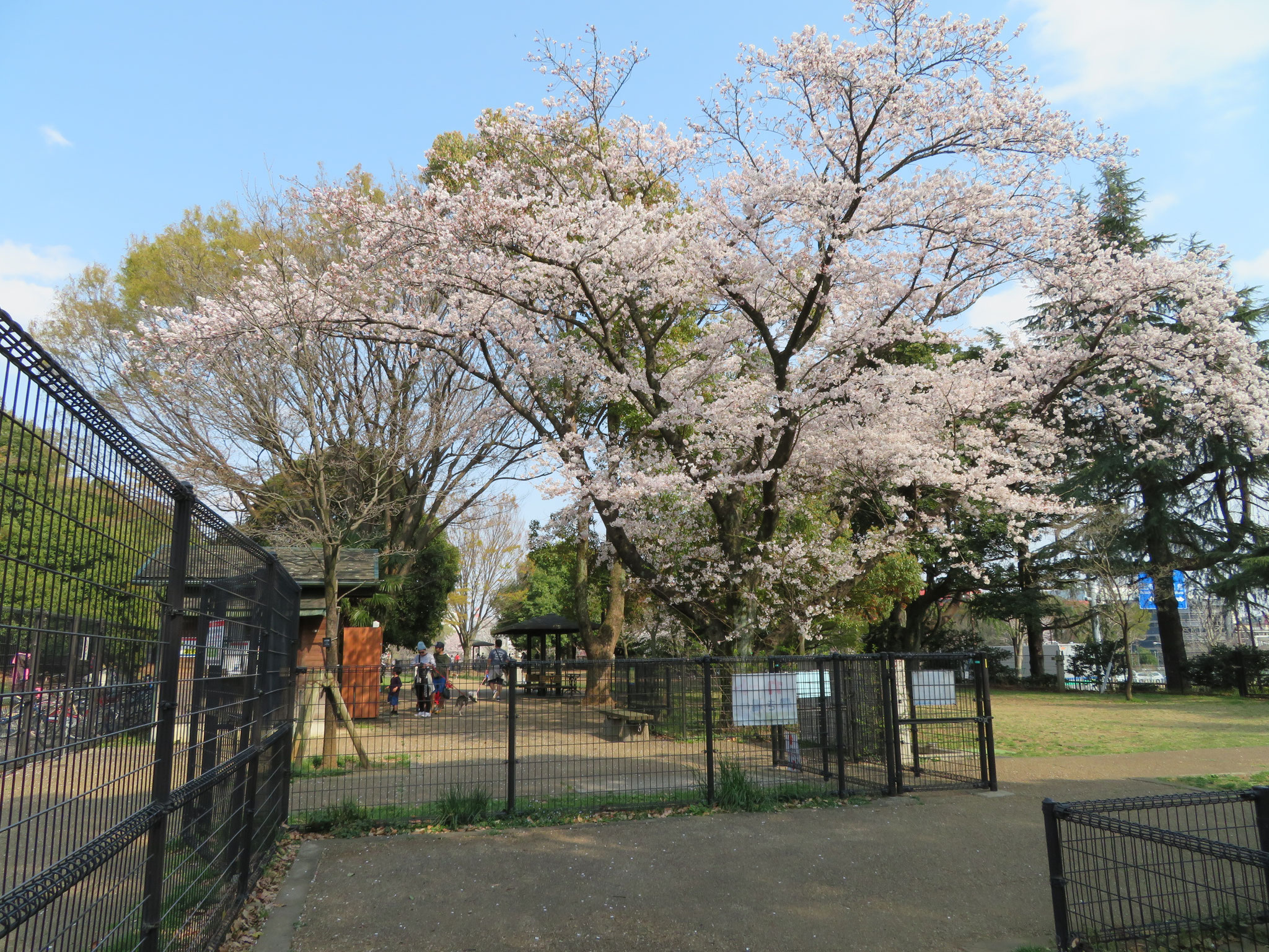桜の花 咲く頃 緊急輸送 即日配達は 赤帽花まるこ運送店へ 桜の花 咲く頃 緊急輸送 即日配達は 赤帽花まるこ運送店へ