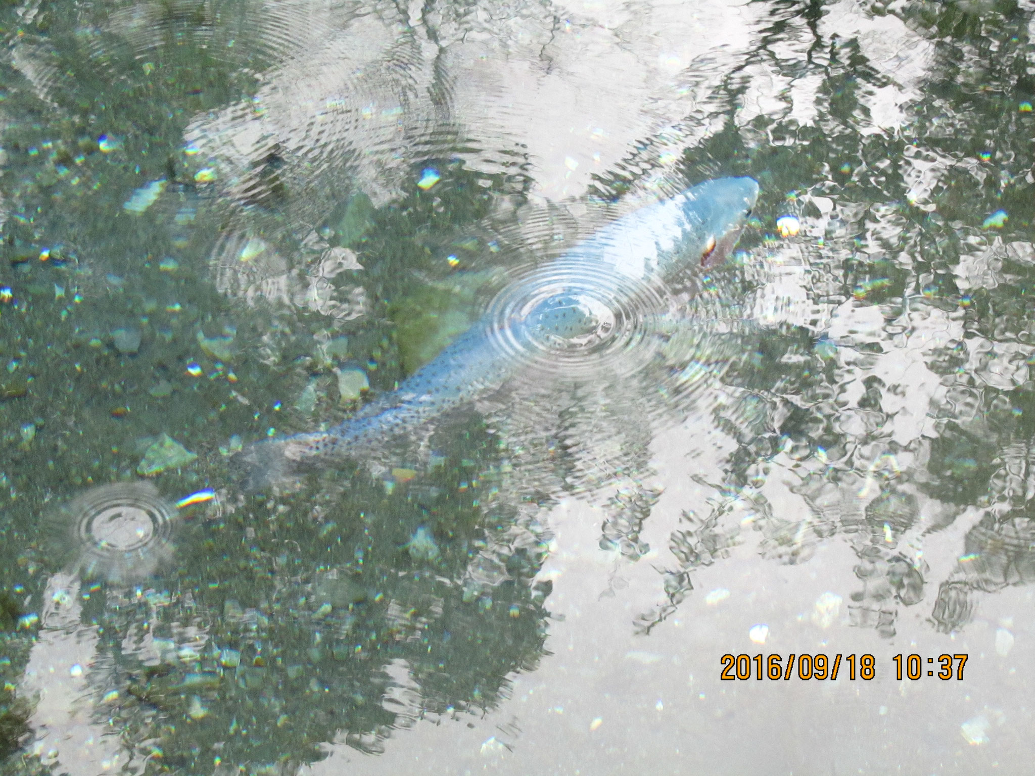 悠々と泳ぐ青い魚。