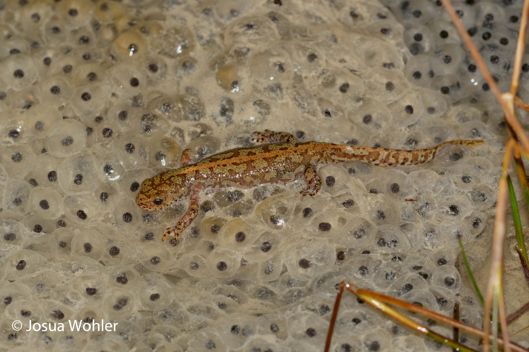 Ichthyosaura a. alpestris amphibienschweizs Webseite!