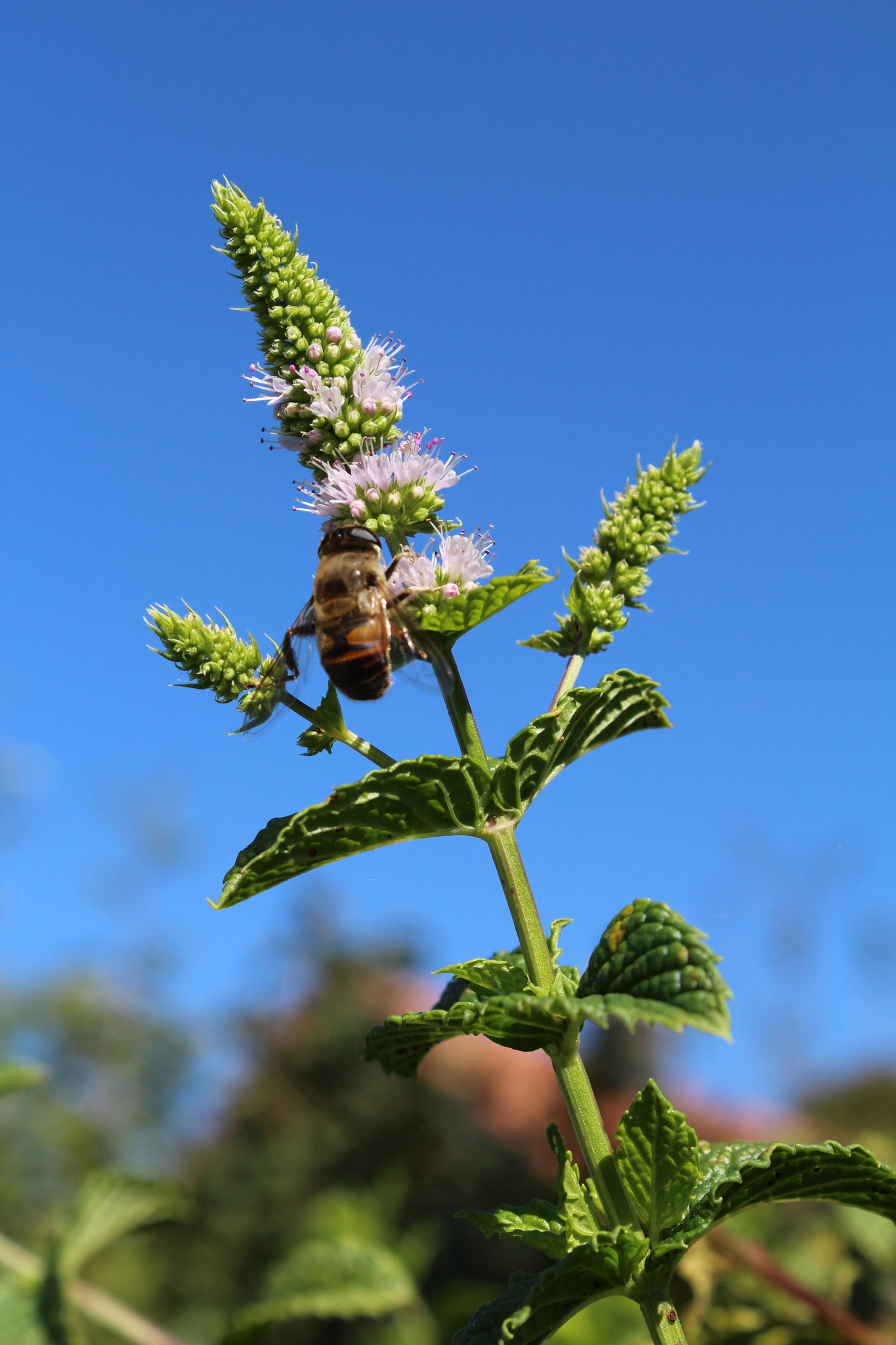 Marokanische Minze in der Blüte