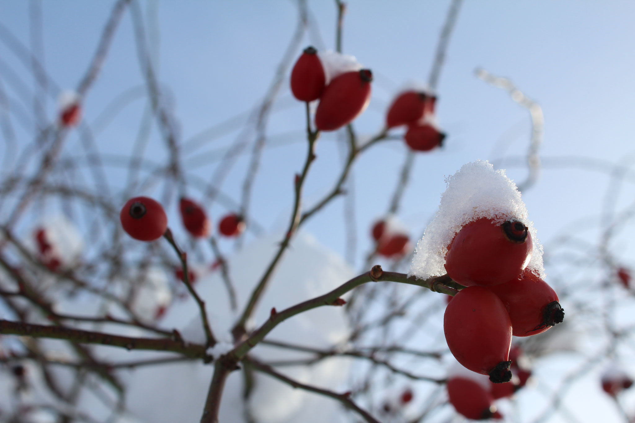 Hagebutte im Klostergarten, Bild vom Januar 2019