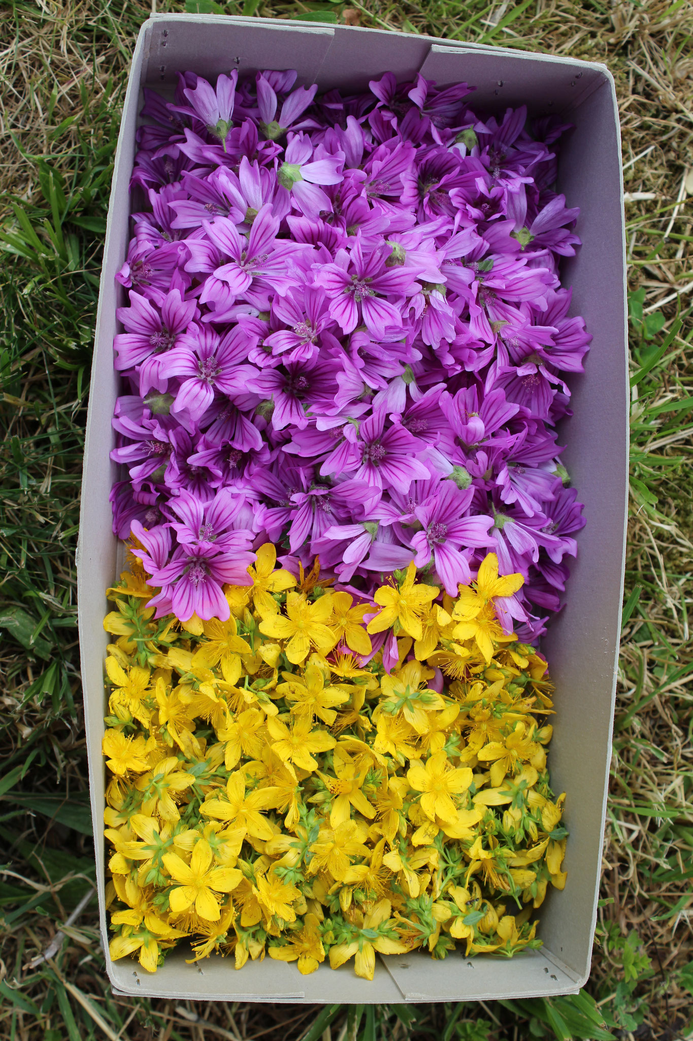 In gelb, Ernte von Johanniskraut Blüten