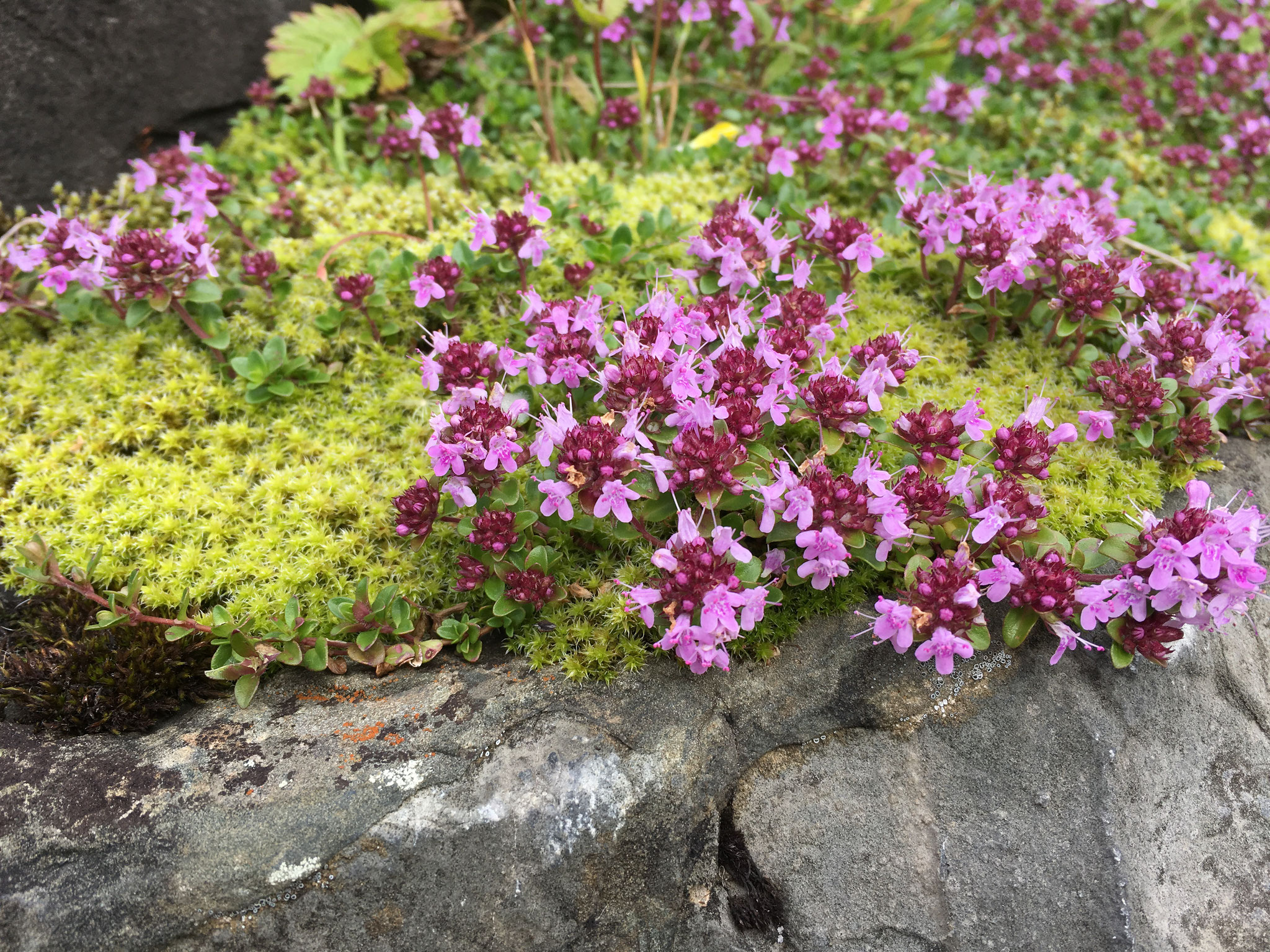 Bergthymian in voller Blüte