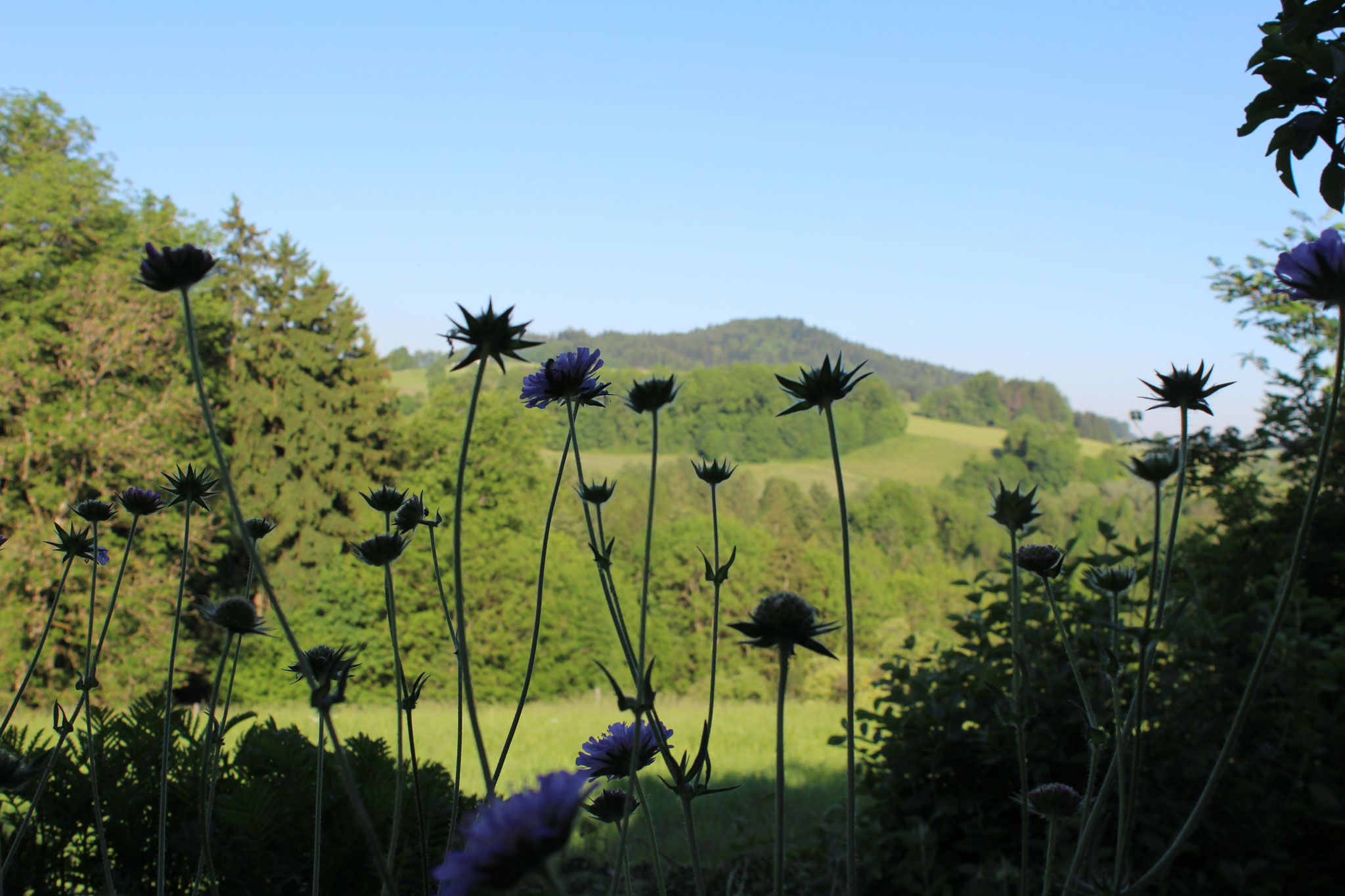 Blick vom Garten, worin die Kräutertage stattfinden