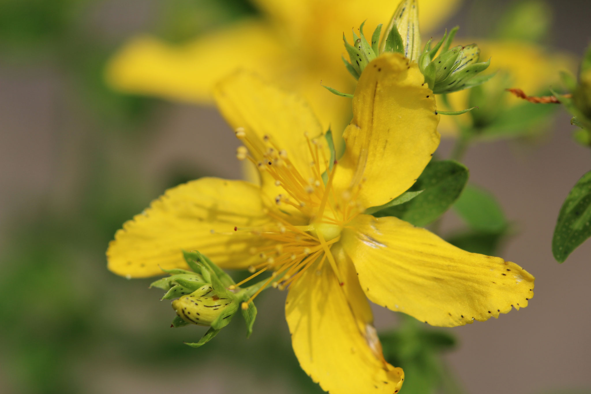 Eine feine Blüte mit grosser Heilkraft