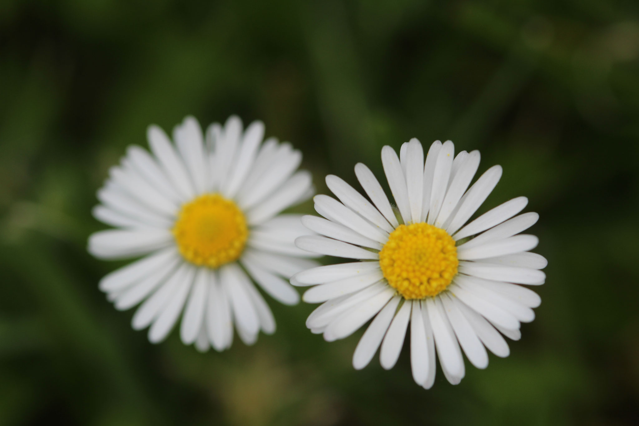 Gänseblümchen, kennen wir es auch als Suppengewürz?