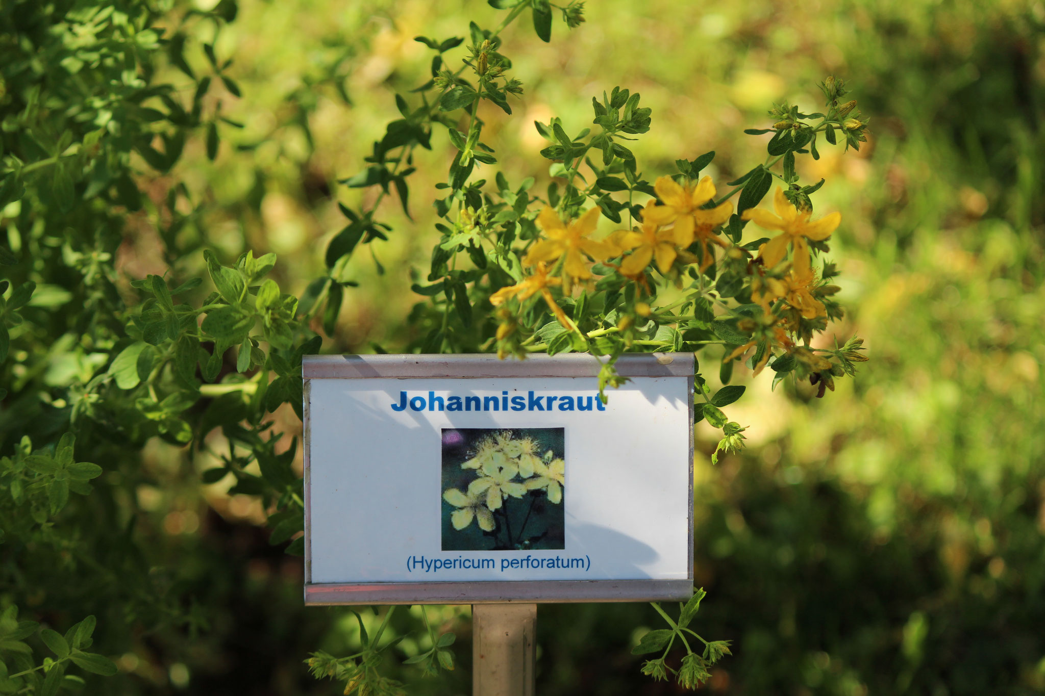 Johanniskraut wächst in Buschiger Form