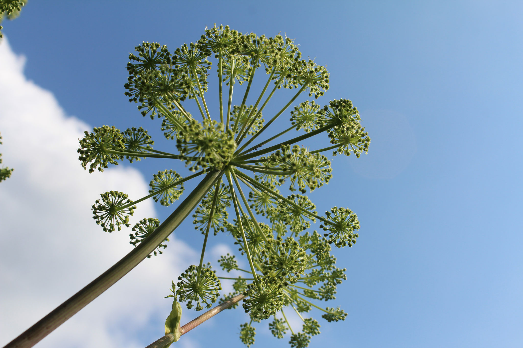 Wiesenbärenklau präsentiert sich aromatisch