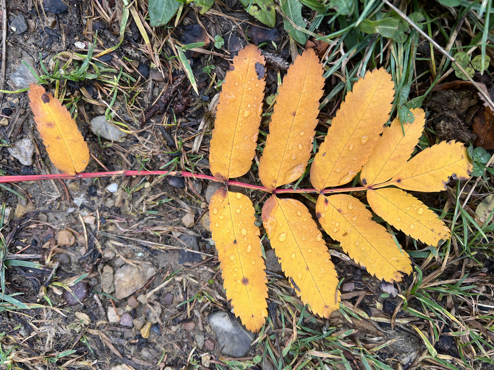 Farbe und Form von der Eberesche