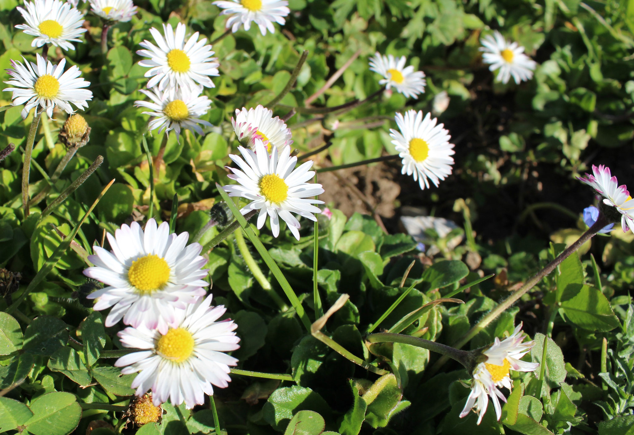 Eine wunderschöne Blüte aus der Familie der Korbblütler