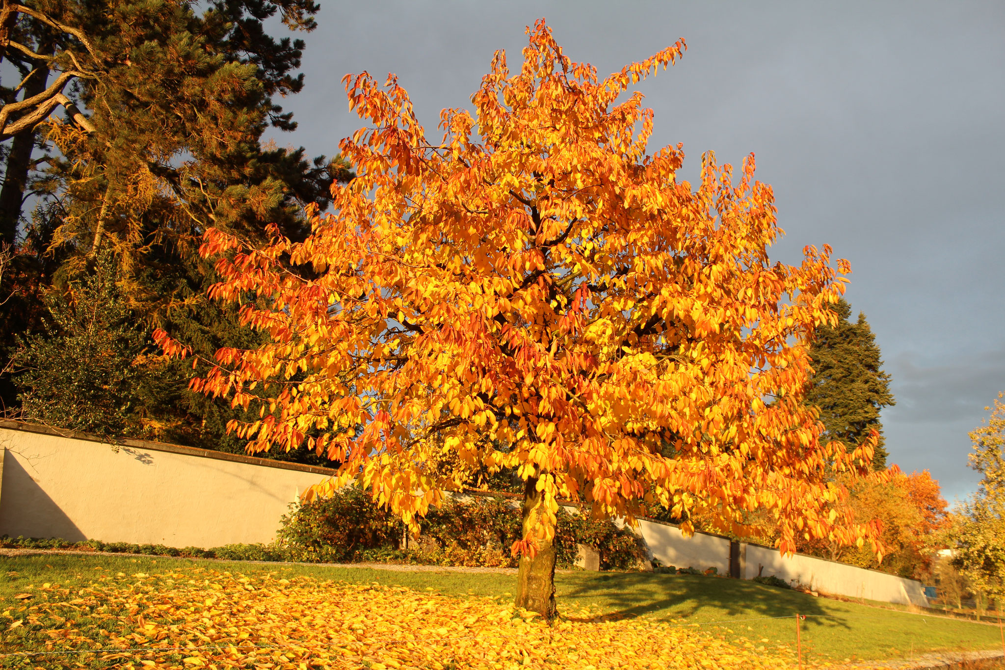 Der Kirschbaum im Klostergarten