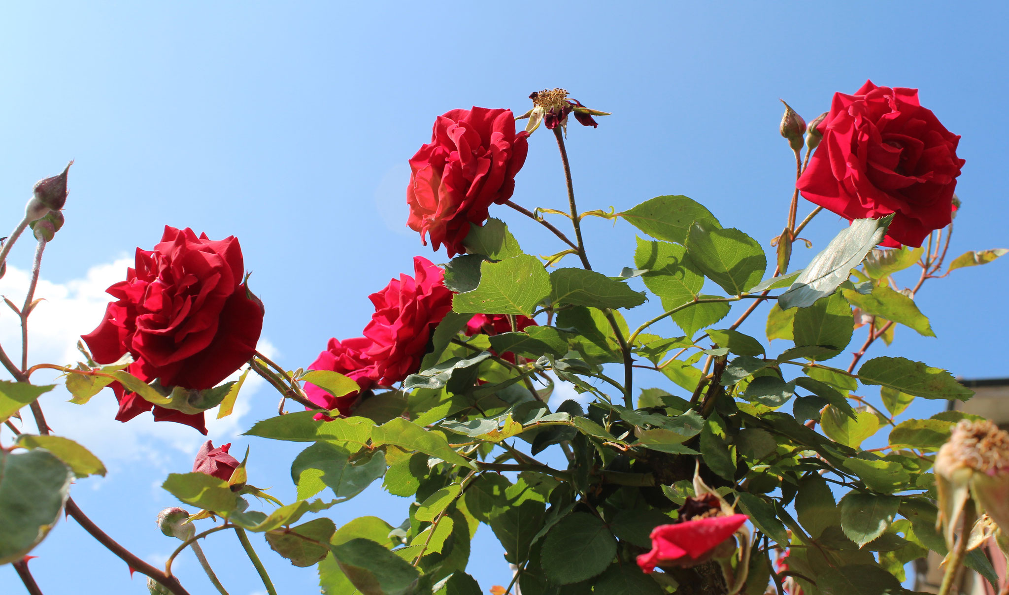 Die Rosen duften herrlich