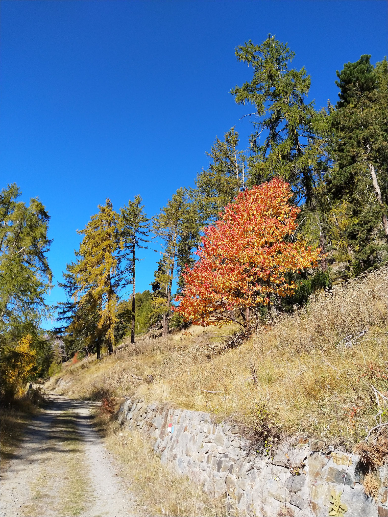 Herbst im Vinschgau