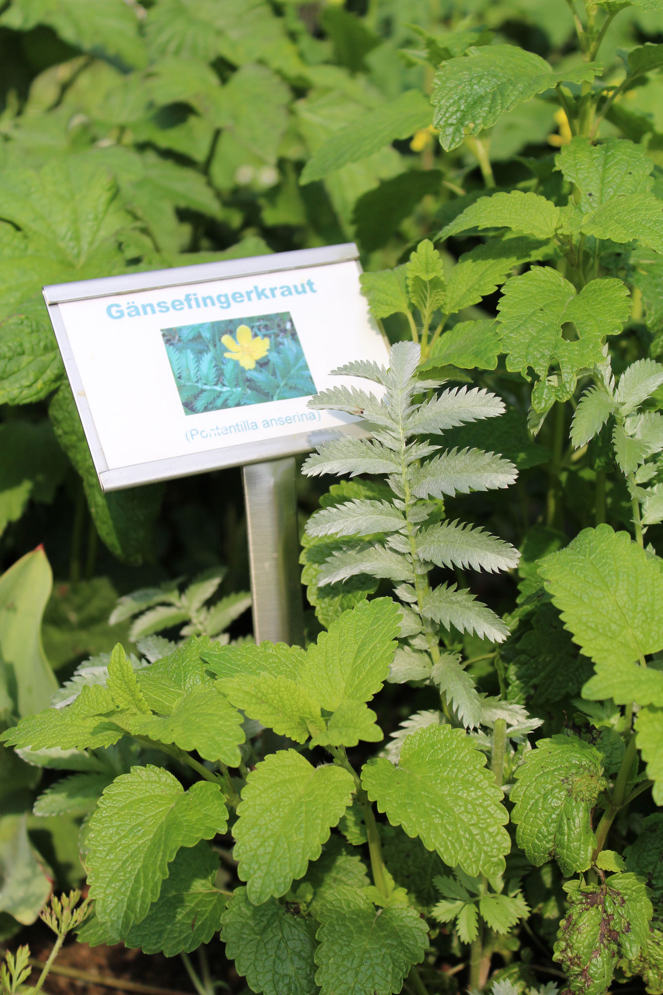 Das silbrige Blatt des Gänse-Fingerkrauts inmitten von Zitronenmelissen