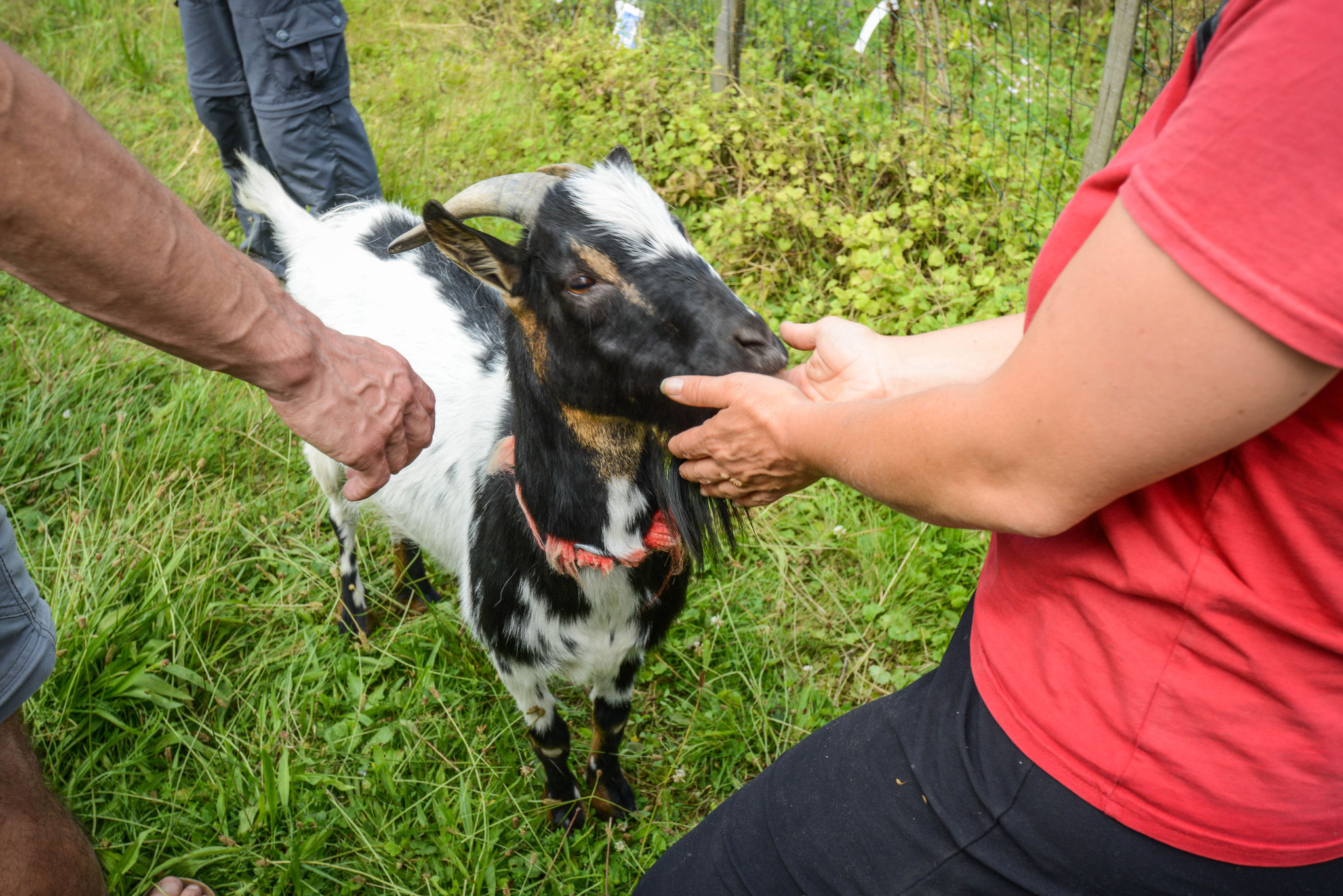 Les animaux et la permaculture