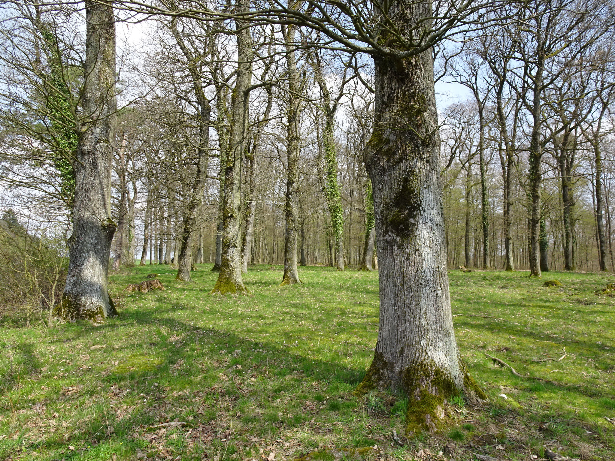 Eichen-Hudewald am Michaelsberg im Frühlingsaspekt Foto Riexinger