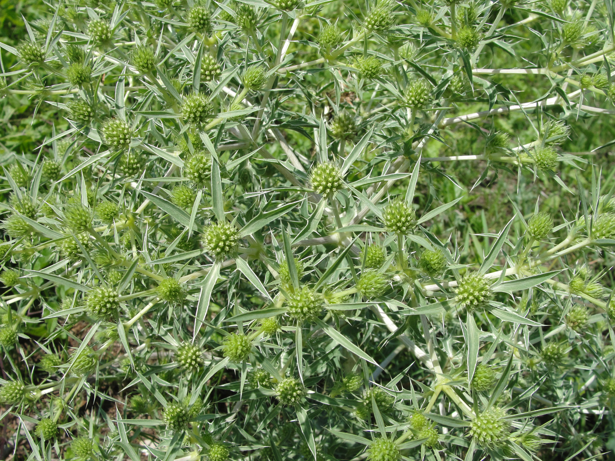 Feld-Mannstreu Blüte 1